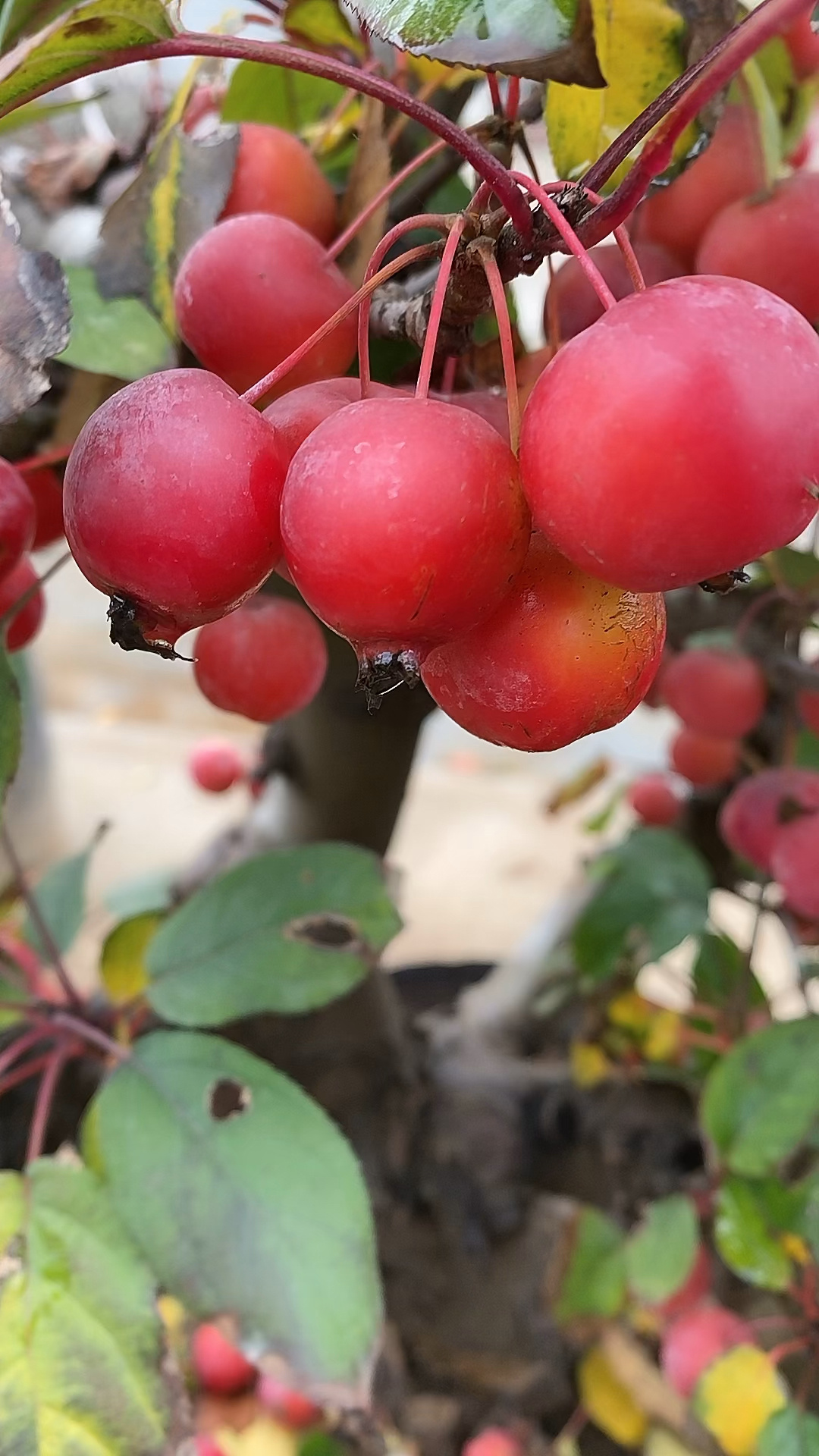 冬红果海棠,开花结果,一季.@还能再相见么的动态
