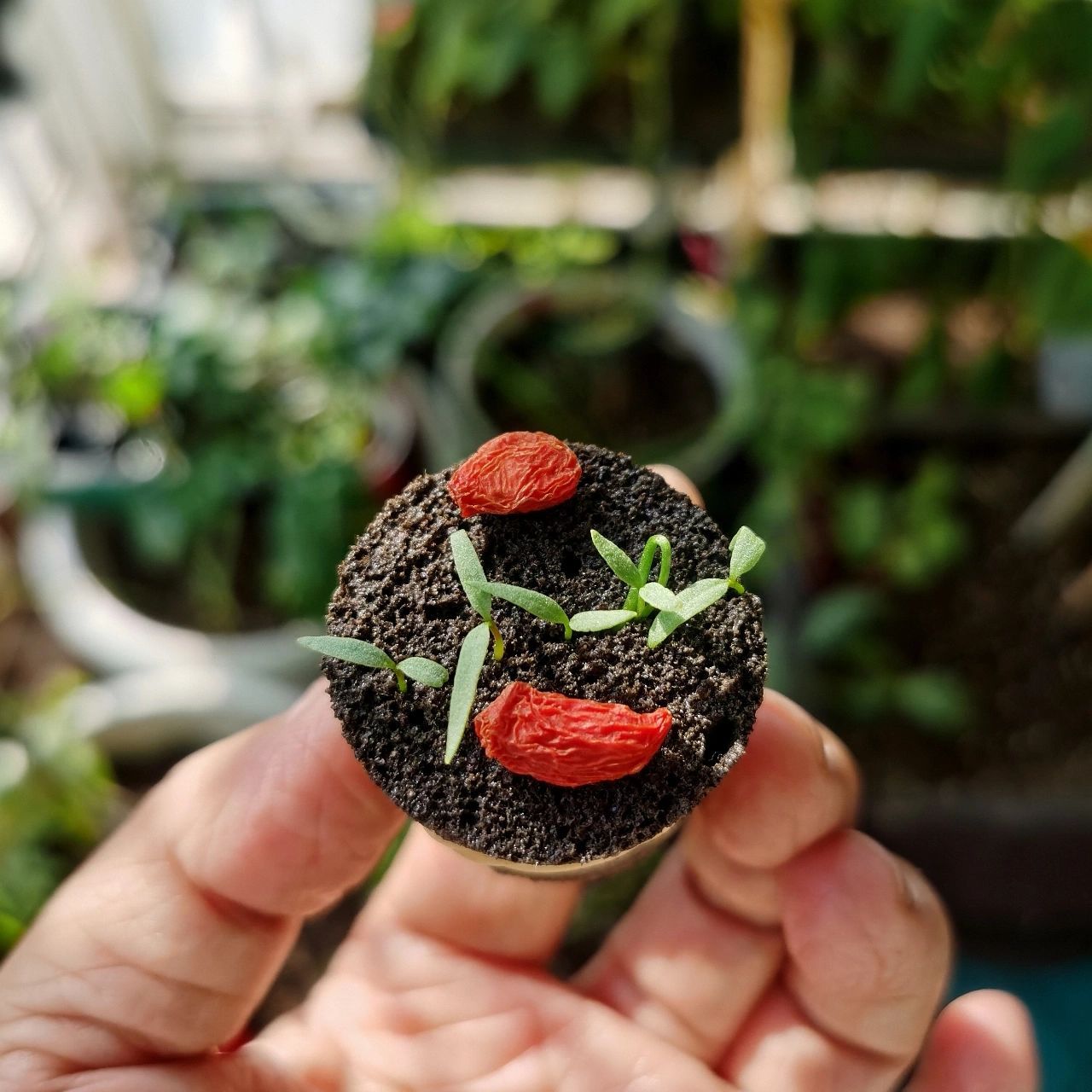 原来枸杞籽儿!也能种出来!太牛了! 先划到最后一张图看介绍!