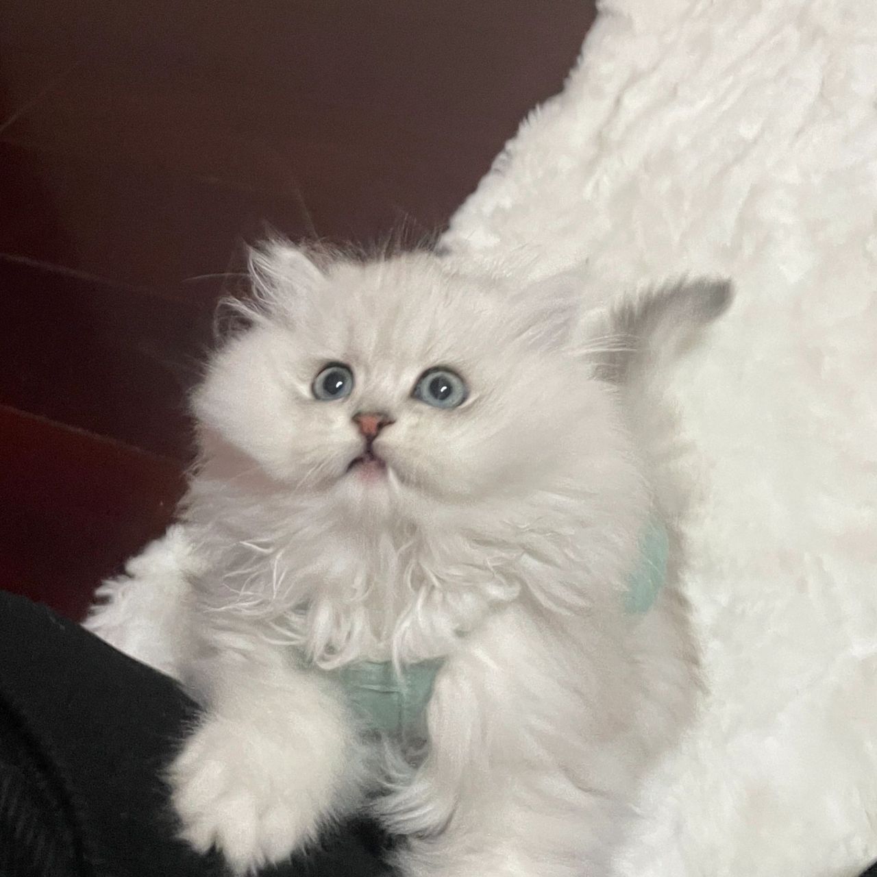 猫咪褪蓝膜记录95 nico的蓝膜褪完啦～ 图16615 :3月5日晚 图2