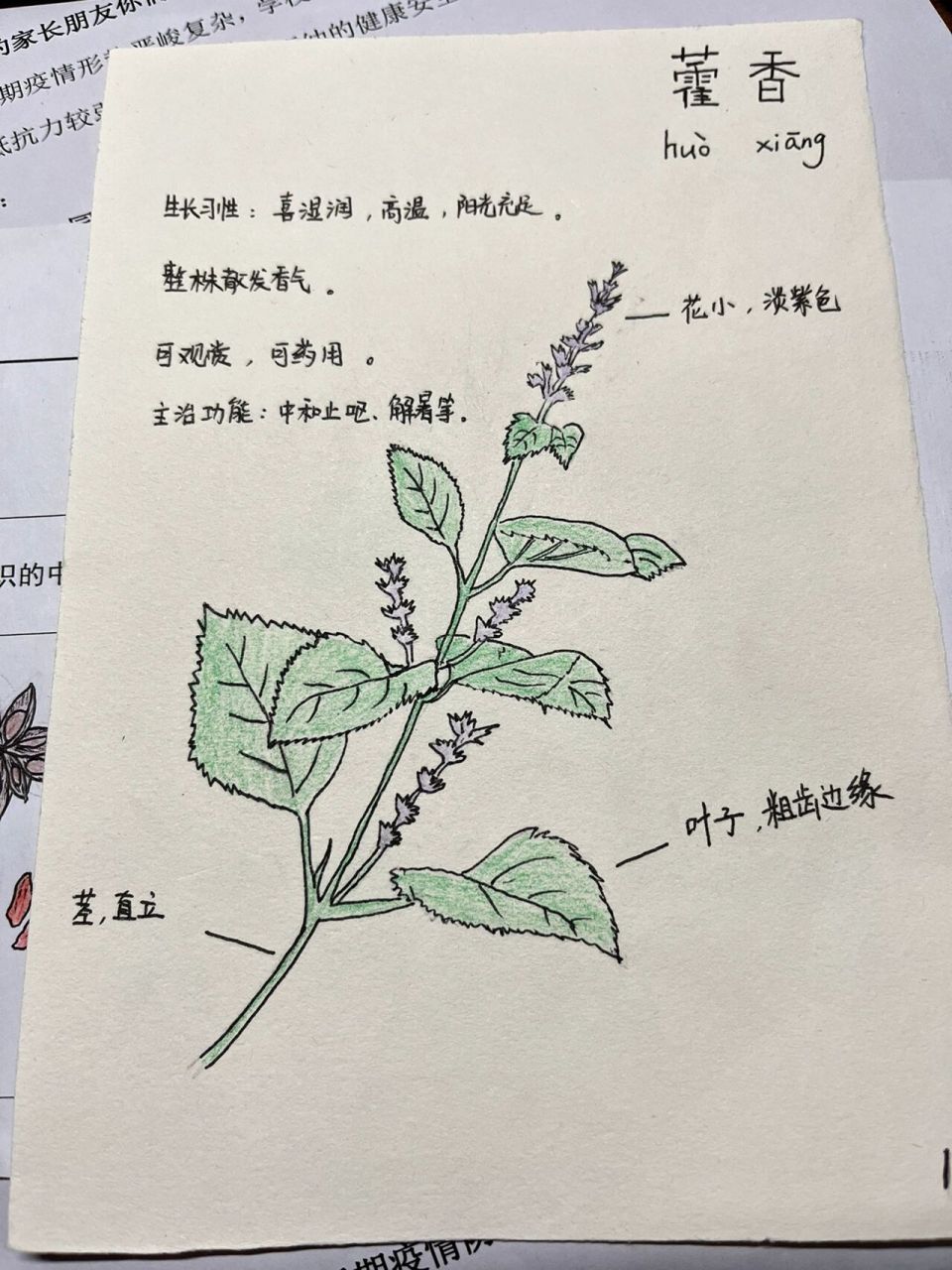 中草药藿香等简笔画   幼儿园作业,家长代劳了