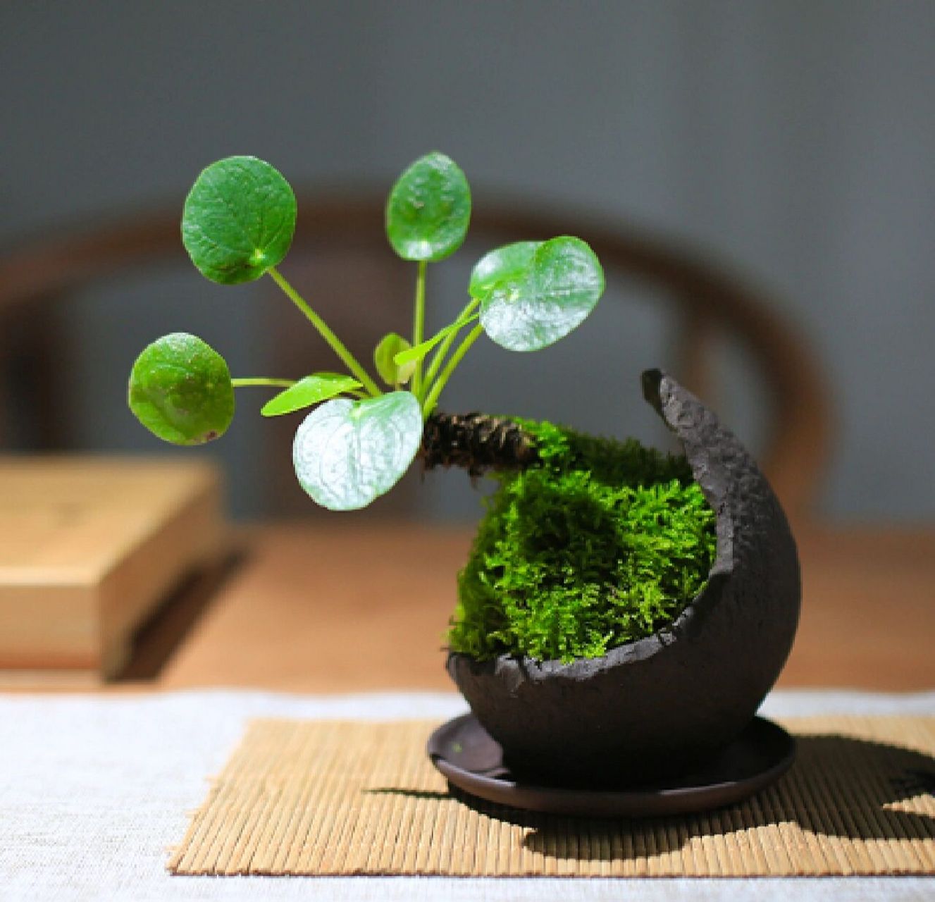 每日盆栽——镜面草 【镜面草】 是多年生肉质草本植物.