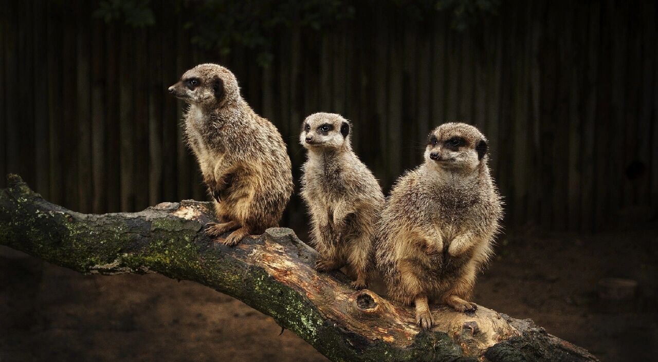 cnn评选世界最可爱动物——猫鼬