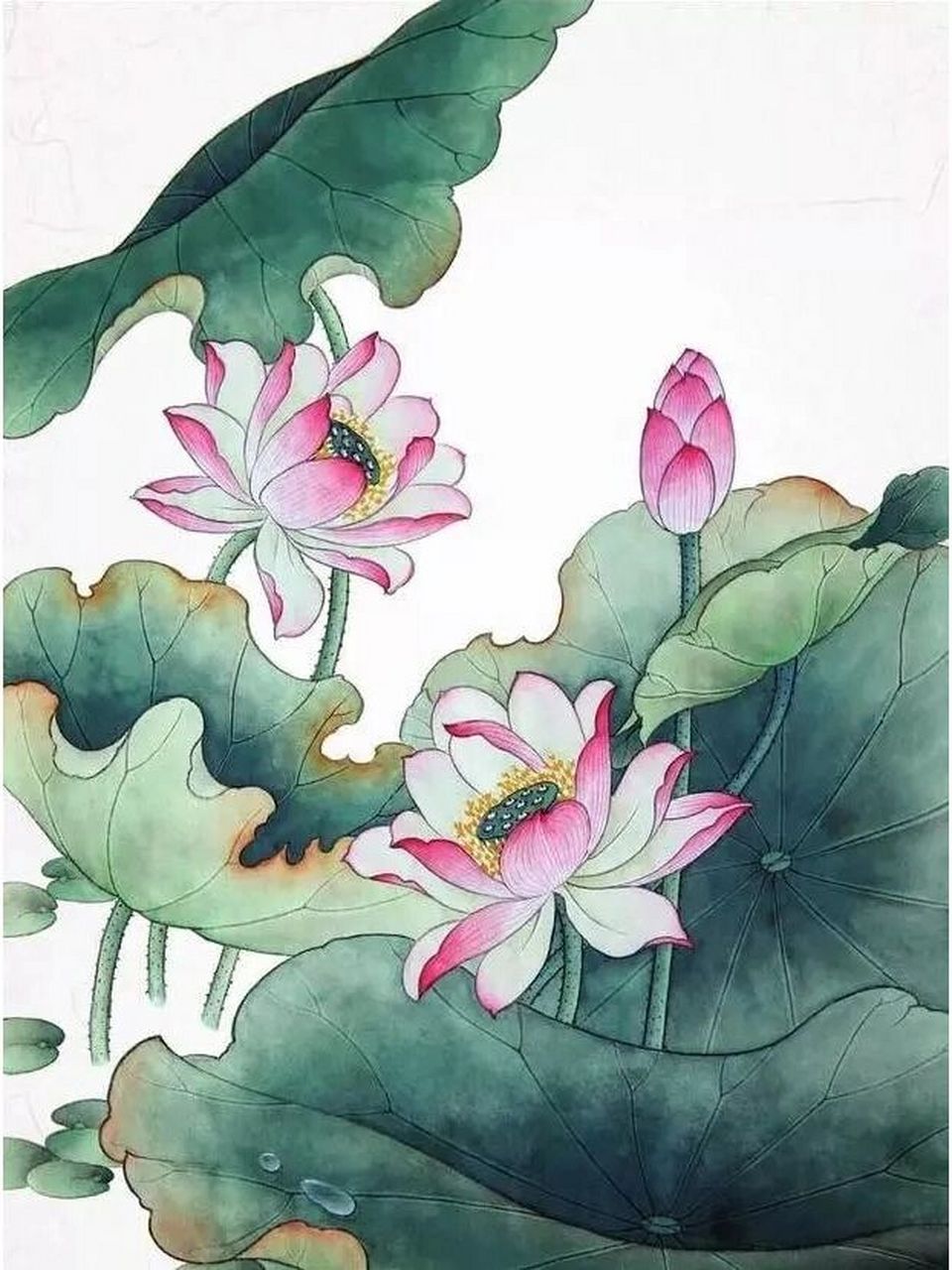 工笔画步骤分享(荷花创作教程) 绘整幅荷花,一般以盛开花头为主体