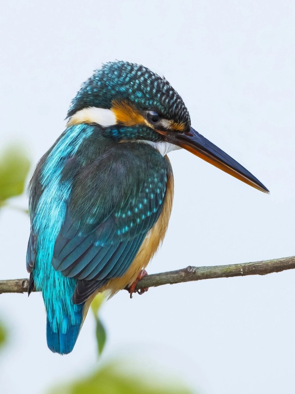 这是拍翠鸟最清晰的一张 翠鸟的羽毛仔细看,其实很漂亮