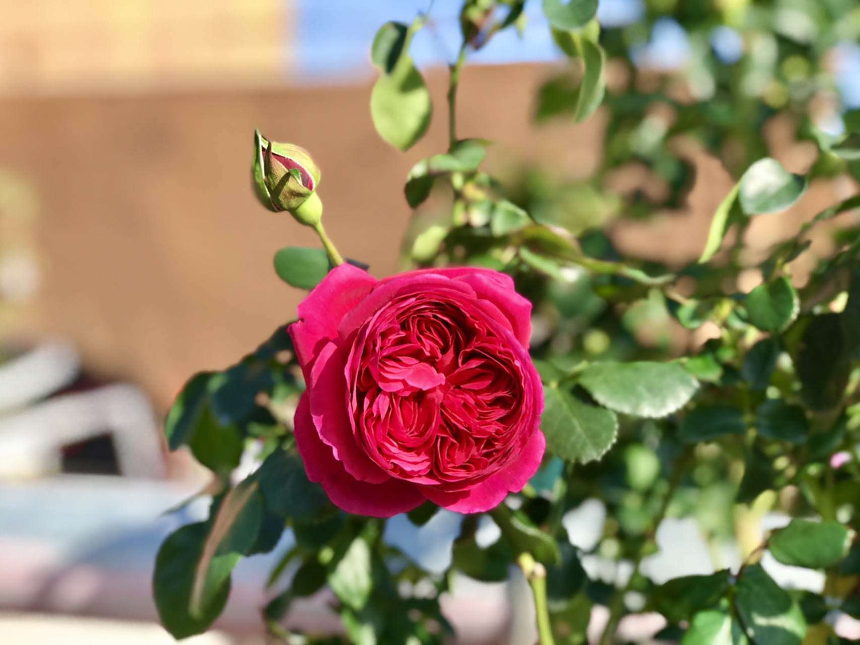 伊芙酒窖月季/分支性好/浓香/耐热 伊芙酒窖顾名思义说的是它的香是