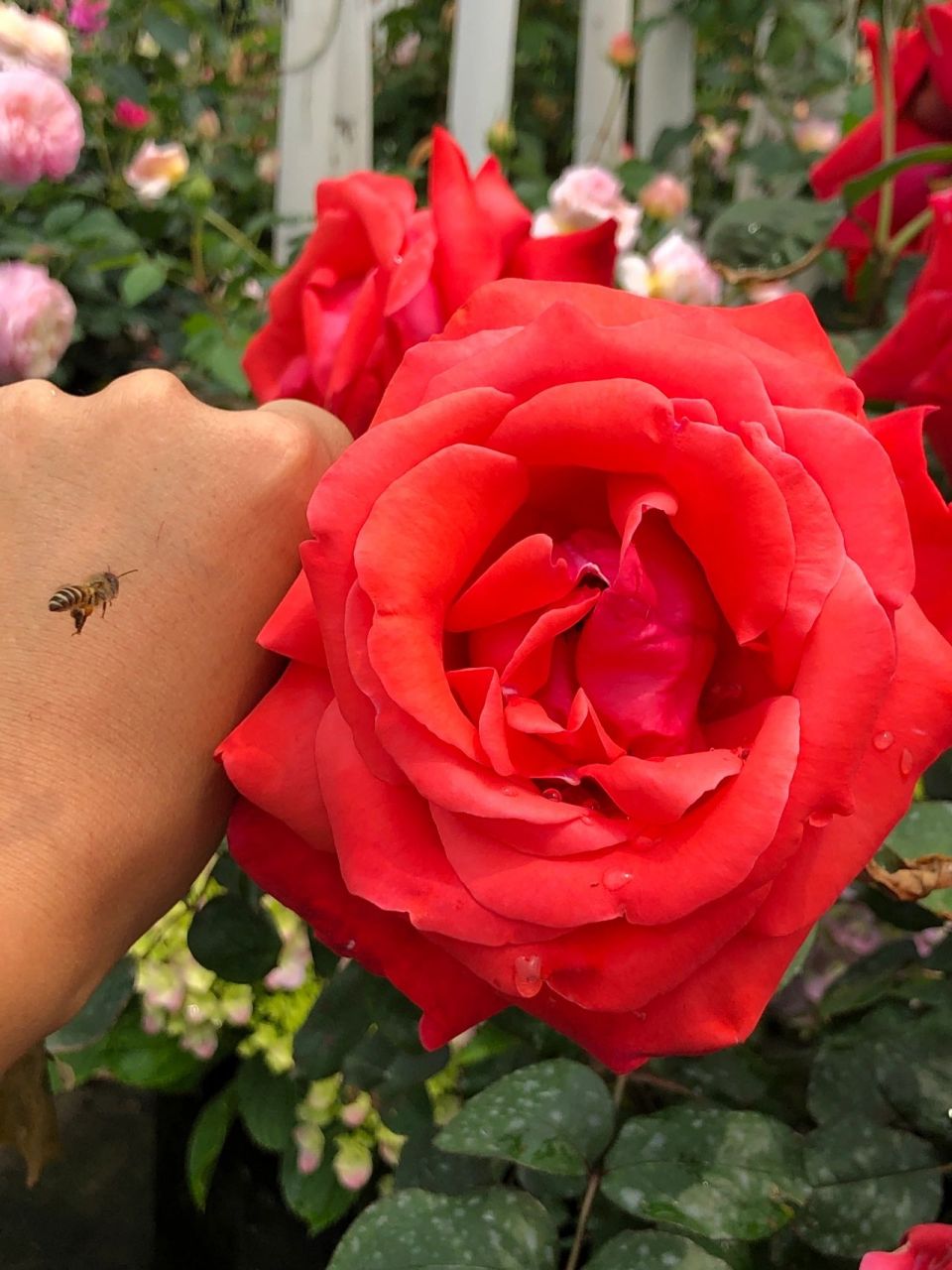 大型月季——绯扇 大型月季——绯扇 第一张正好拍到一只勤劳的小蜜蜂