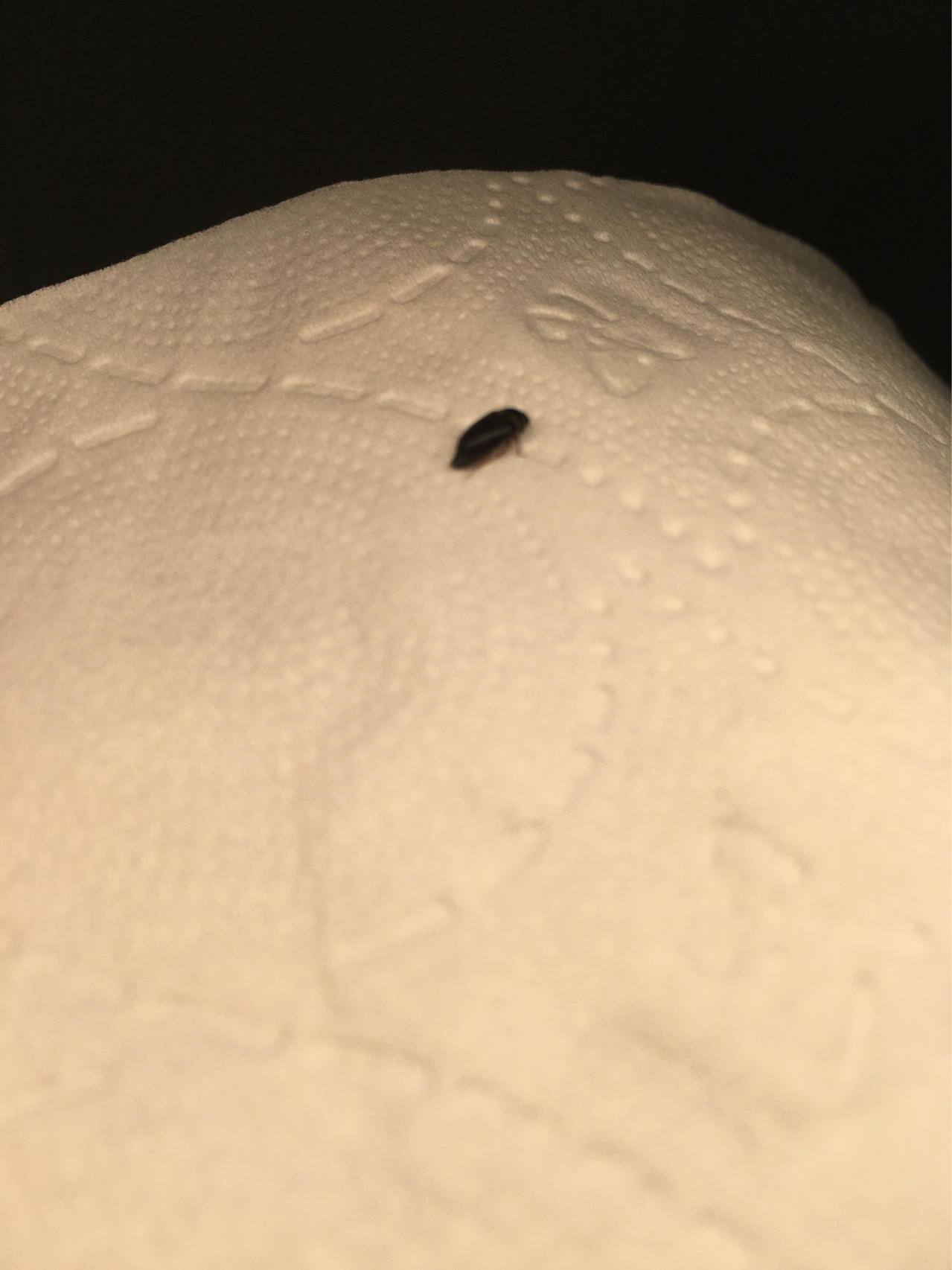 床上发现几次有这个黑黑的虫子,不知道是什么虫子?对人体有危害吗?