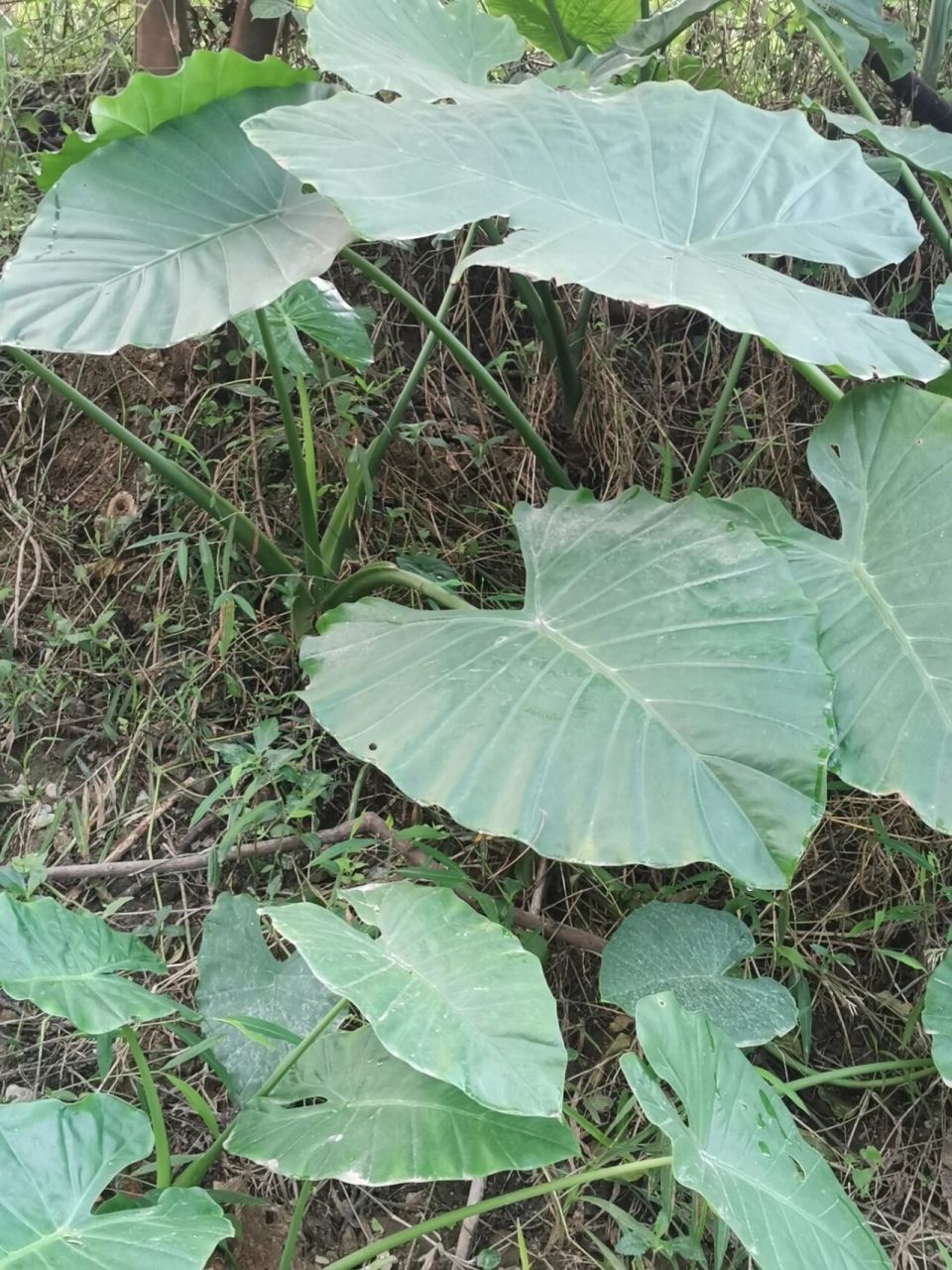 这个是滴水观音还是象耳芋呀