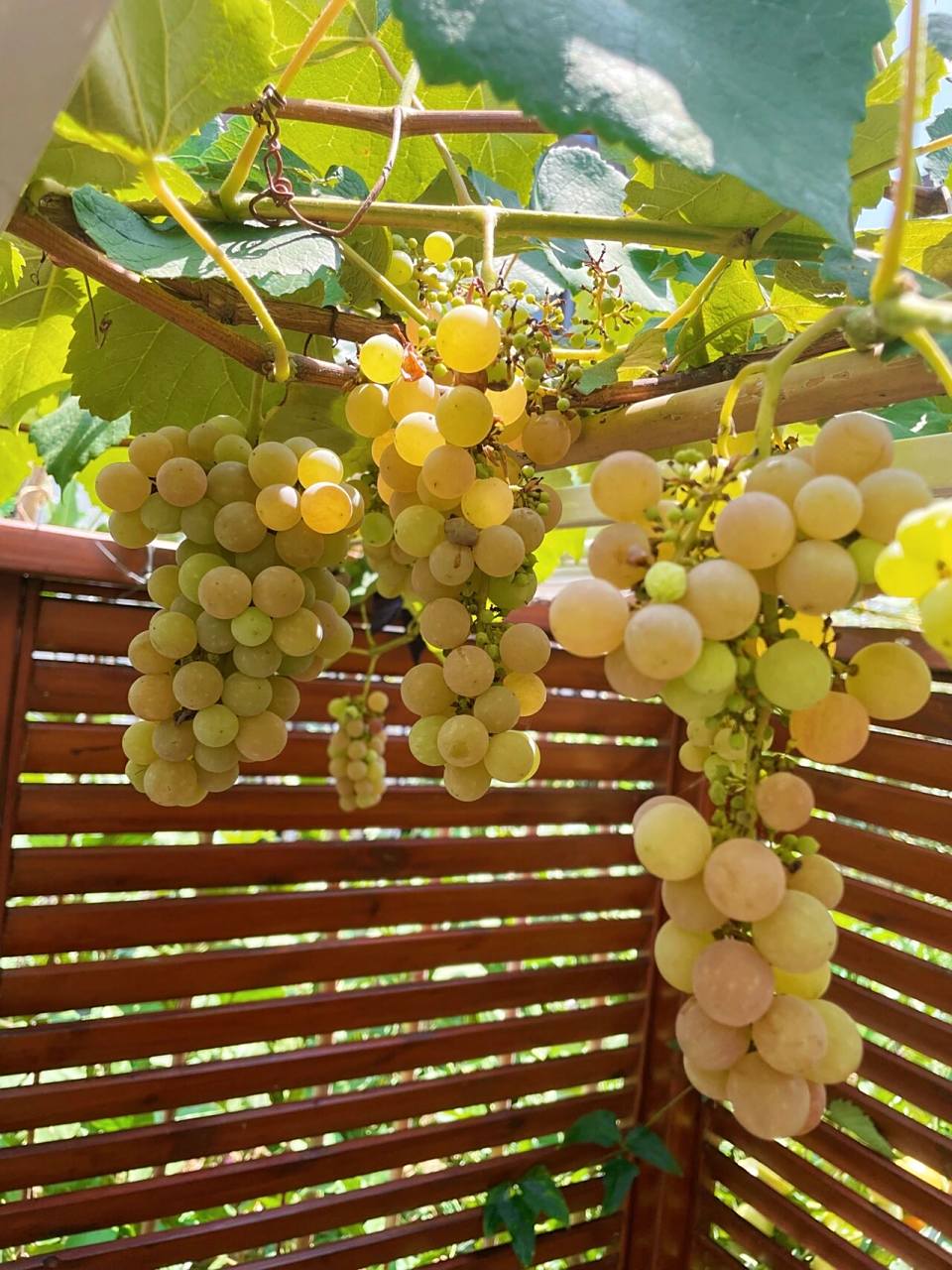 寒香蜜p14规格盆栽有卖啦 寒香蜜,可以盆栽,也可以地栽,勤结果,又甜又