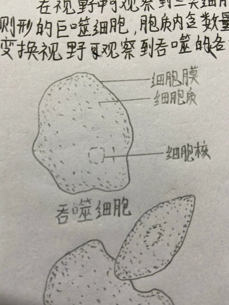 吞噬细胞吞噬鸡血红细胞