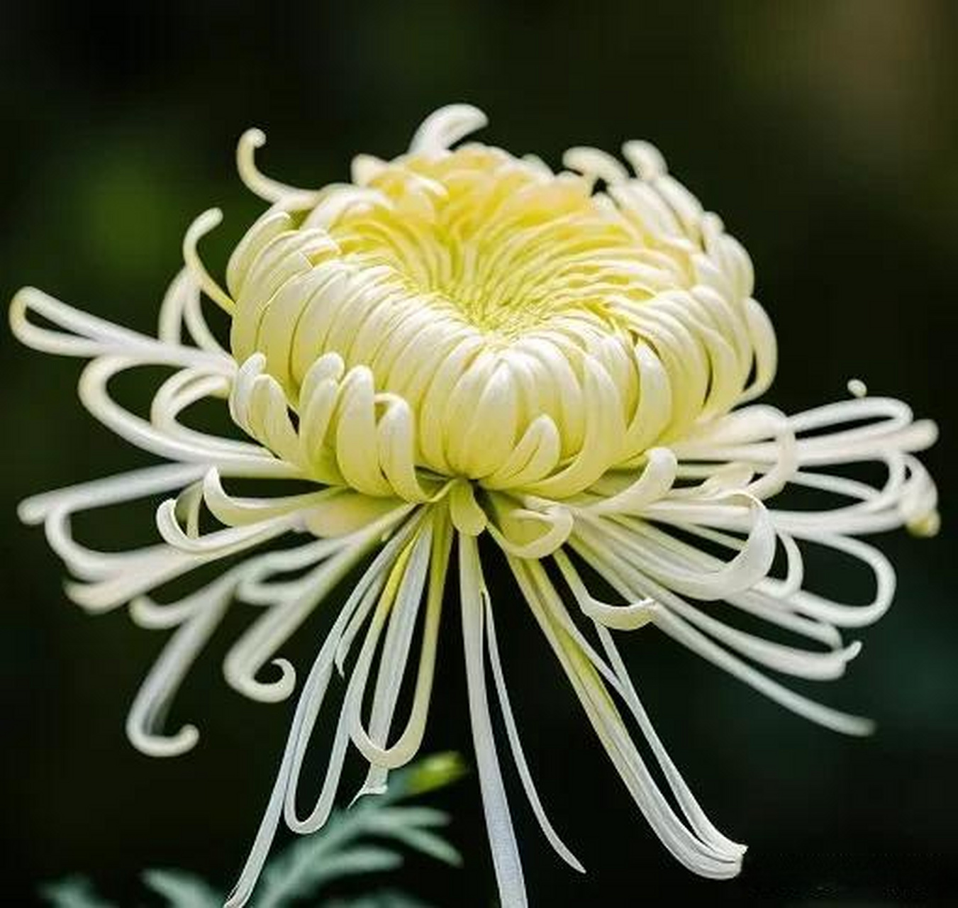 龙须白菊一组. 冬日生活打卡季赏冬日菊花 多姿多彩的秋菊