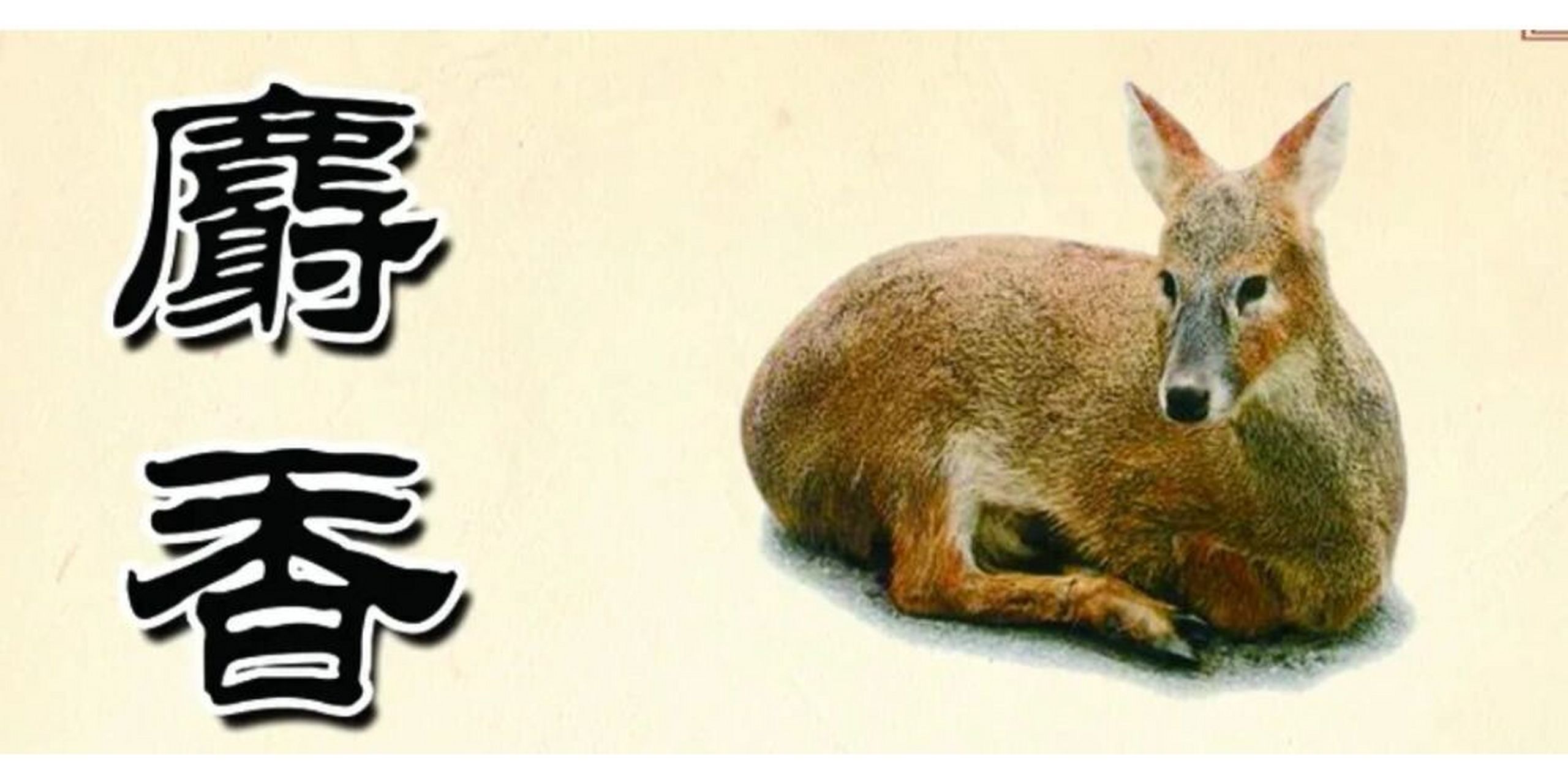 药性赋——麝香(1) 麝香开窍 麝香这味药,不仅是四大动物香料之首,更