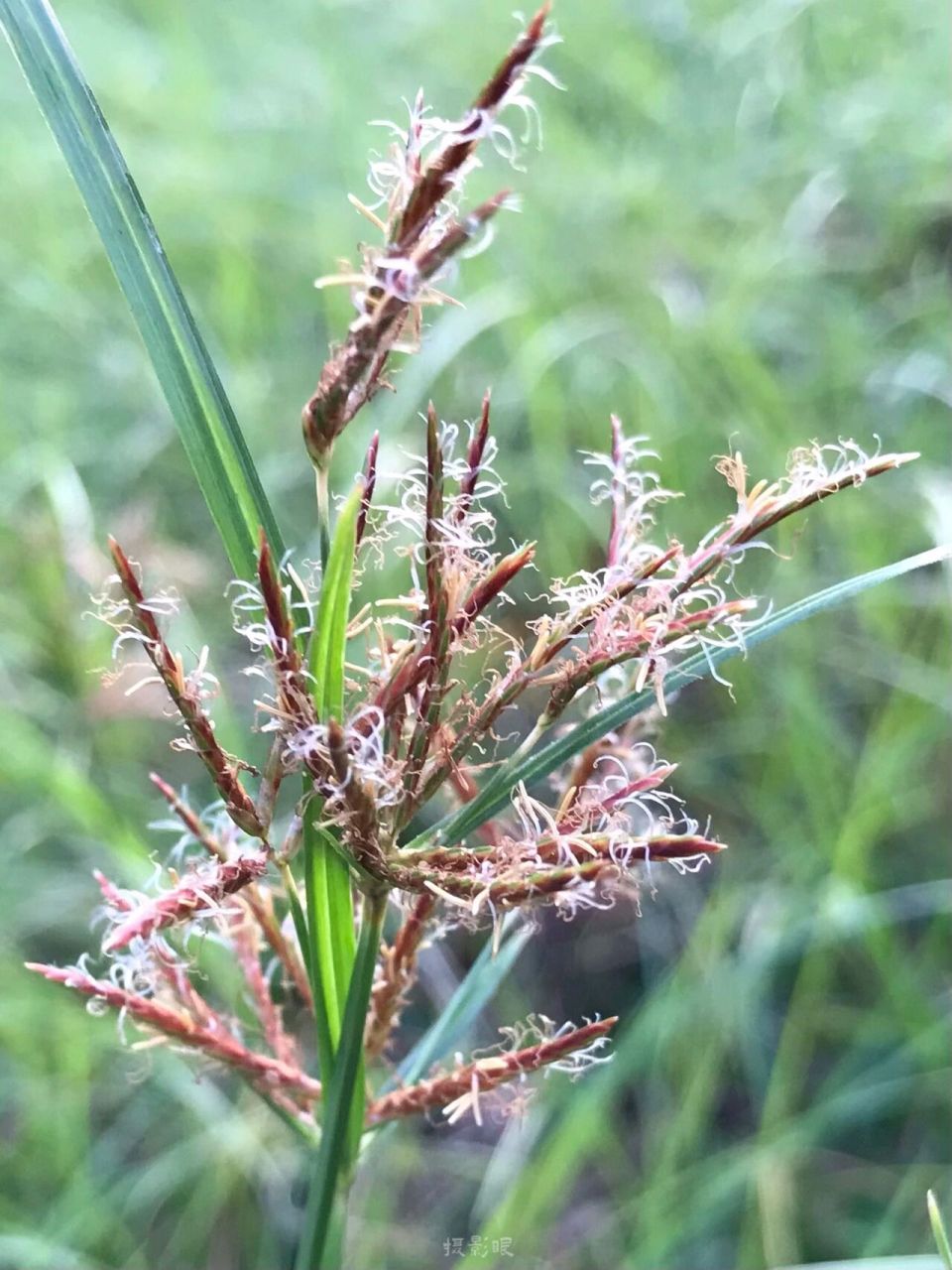 香附子 【名称】香附子,回头青,三棱草,早三棱,莎草 【生境分布】