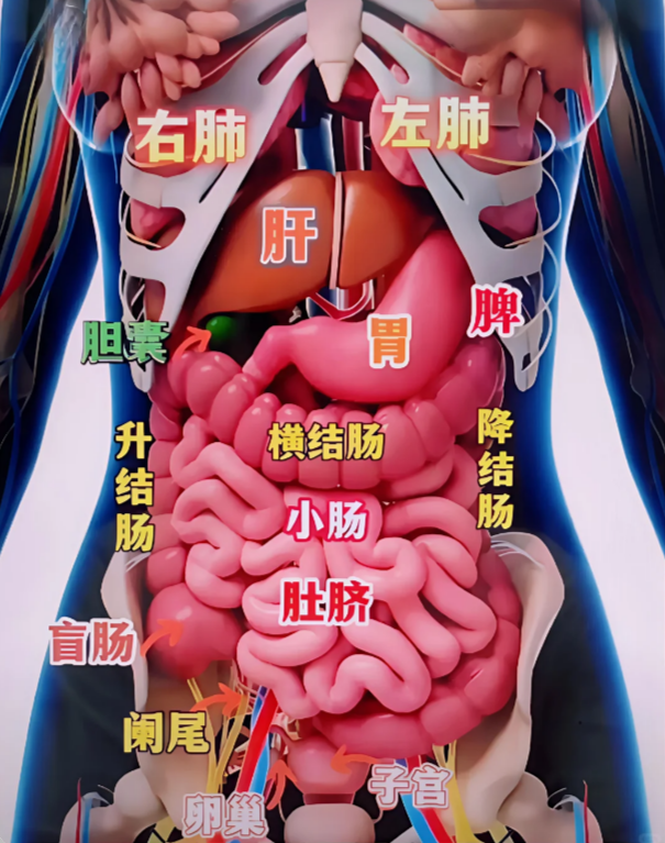 肝位于右上腹,被肋骨保护,大致在右乳下方至剑突