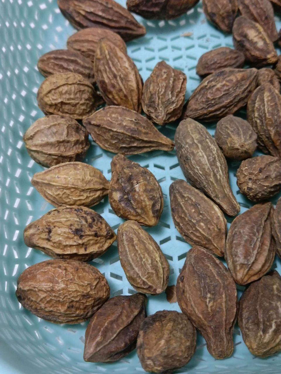 分享一个止咳神果:诃子(柯子),止咳,治白发.