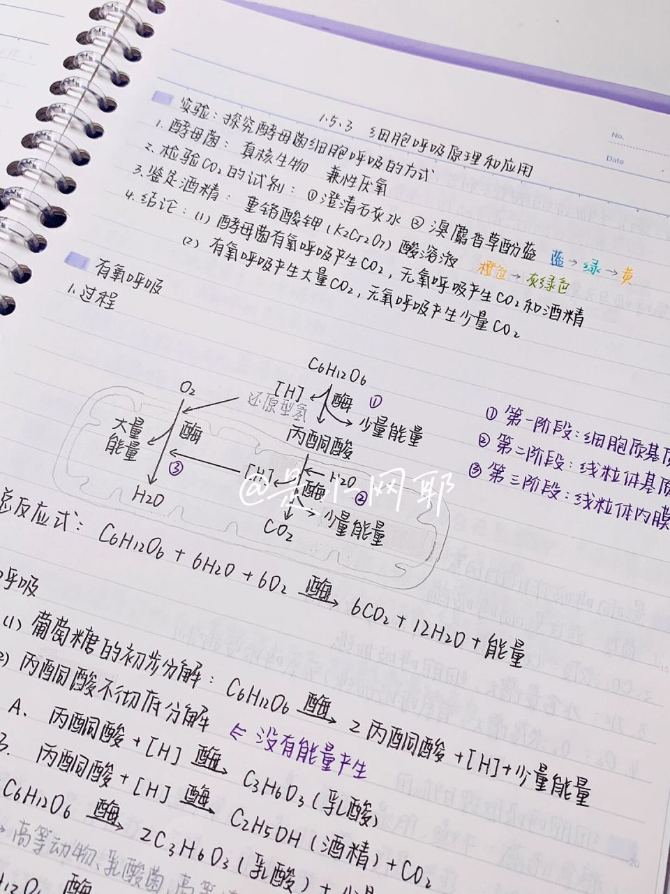 高中生物一轮复习|必修一|呼吸作用 来啦来啦生物笔记终于来啦!