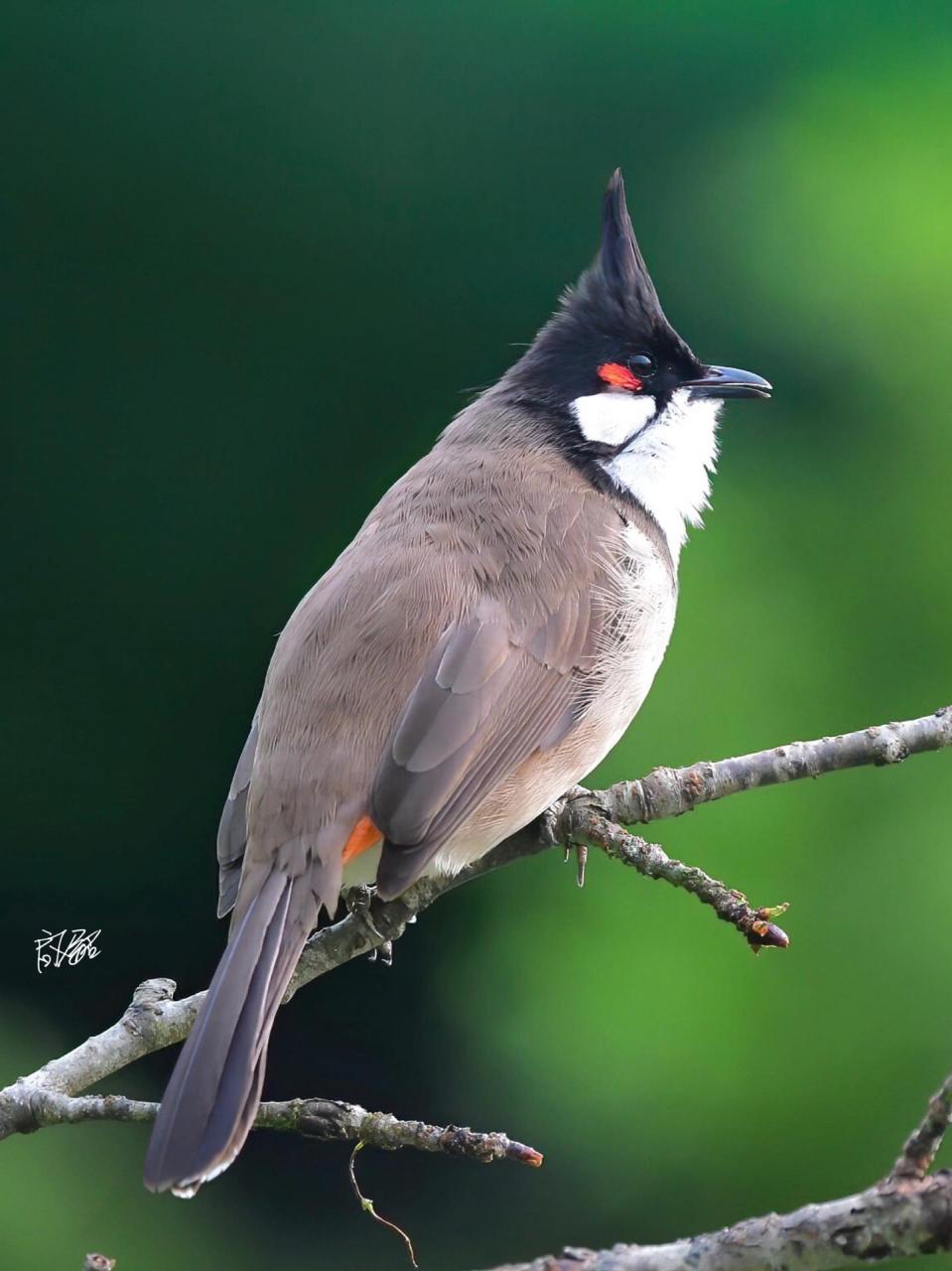 颊鹎      红耳鹎,(学名:pycnonotus jocosus),又名红颊鹎,俗名高髻冠