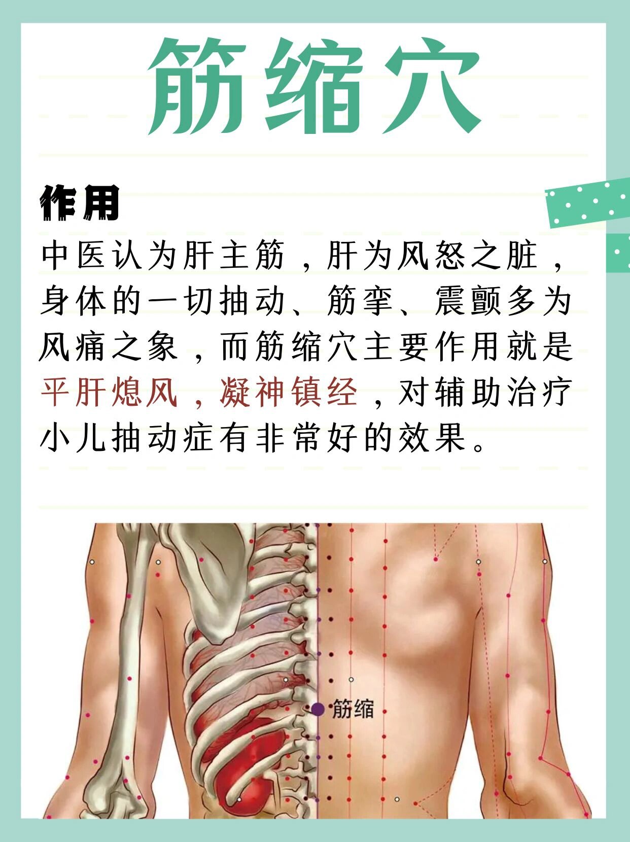 作用:中医认为肝主筋,肝为风怒之脏,身体的一切抽动,筋挛,震颤多为