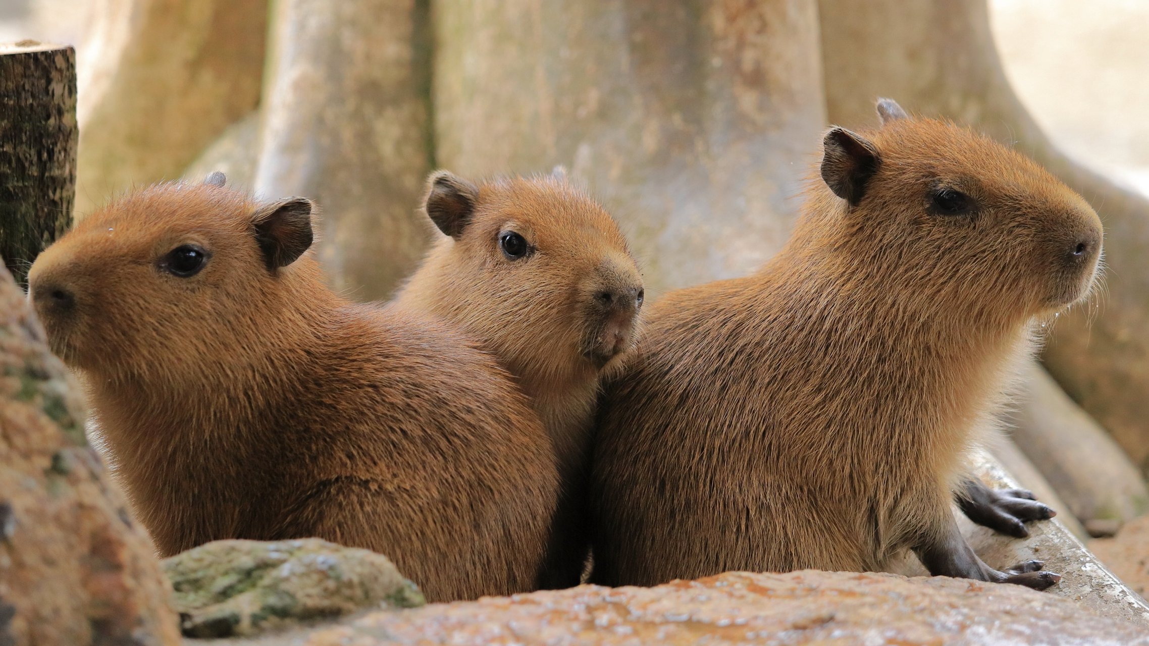 可可爱爱水豚宝宝