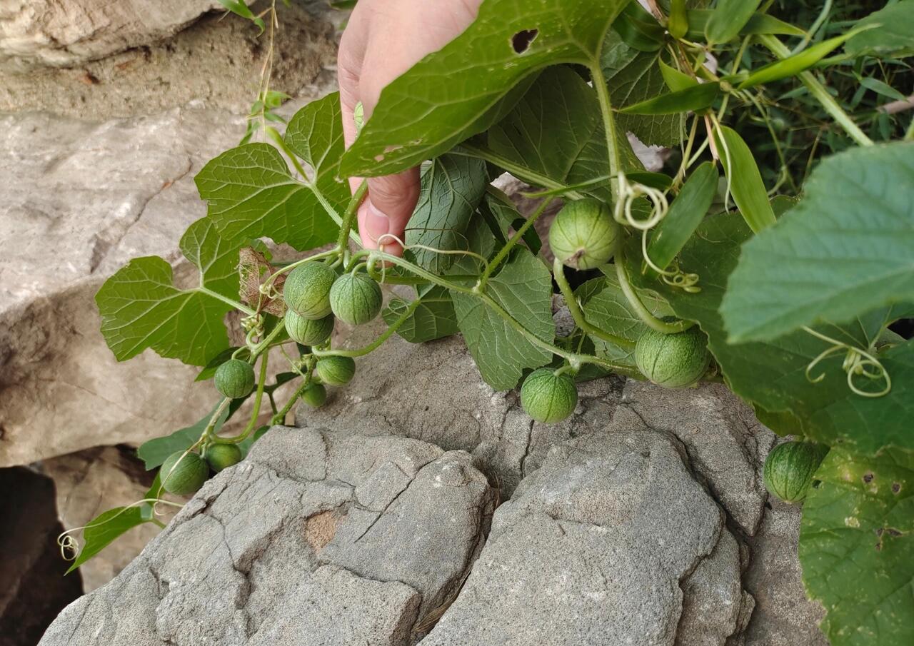 马蔺果实图片