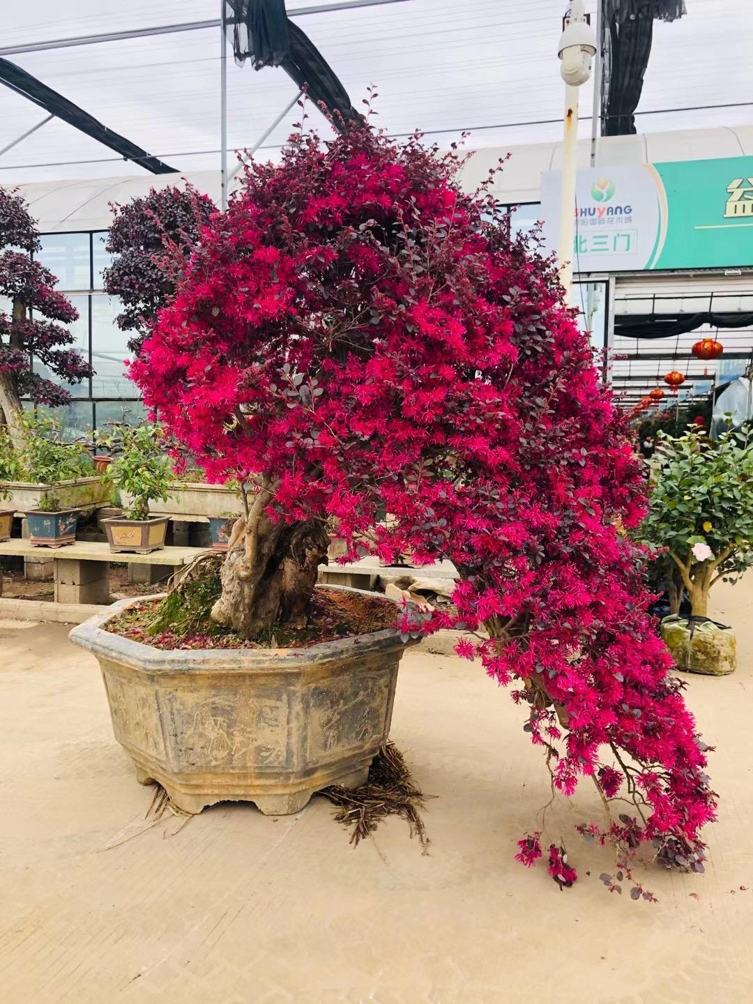 一年四季都可以移吗艺术红花檵木盆景图片大全艺术盆景红花檵木大全