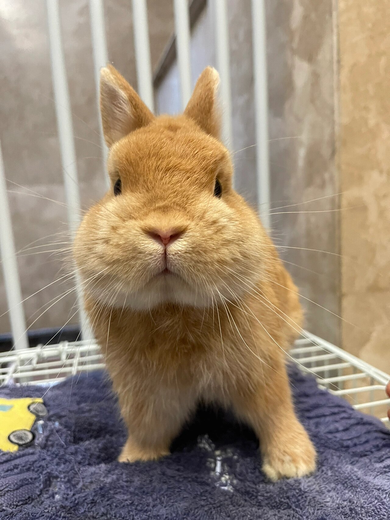 侏儒兔几个月开始开始发腮?4个月吗?