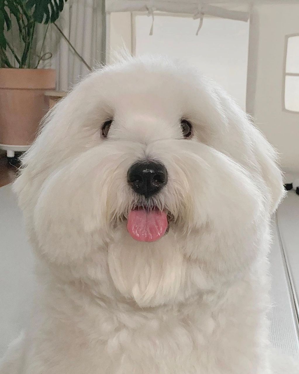 棉花面纱犬,这就是这只修勾勾的品种 我觉得这名字还挺贴合的 豆豆眼