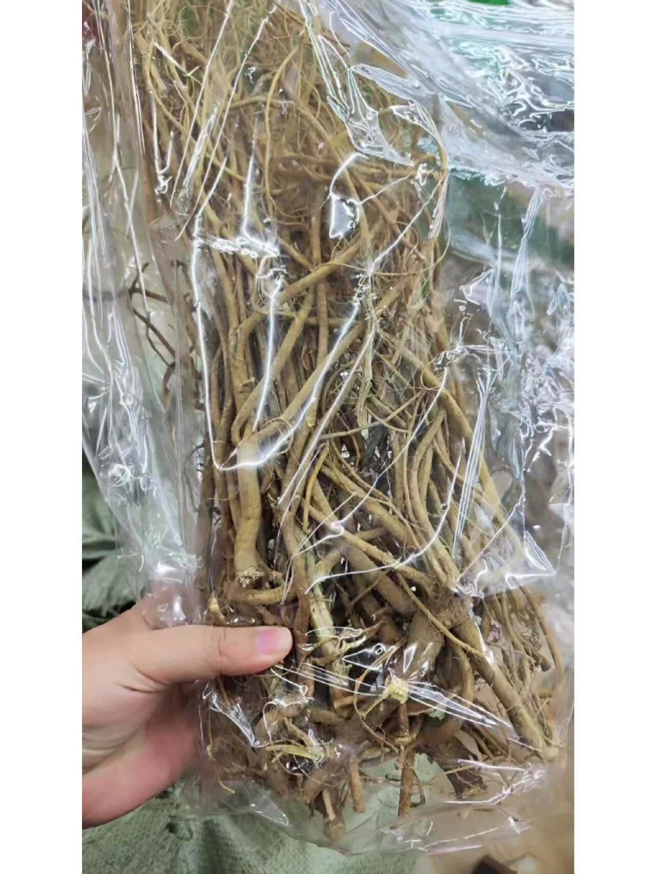 "野生虎尾轮炖水鸭 每天认识一味药 "虎尾轮炖排骨"消积健脾,开胃化食