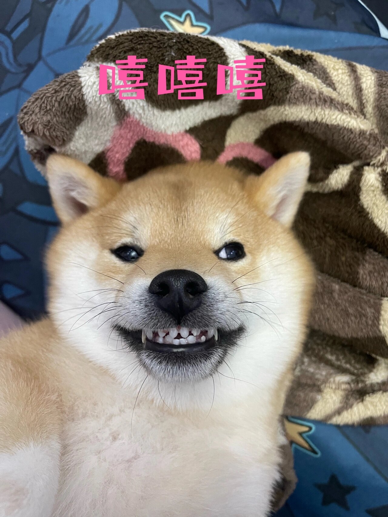 柴犬的睡前露齿笑05 狗子换牙换一半了 依然还是爱露齿笑 还笑的很