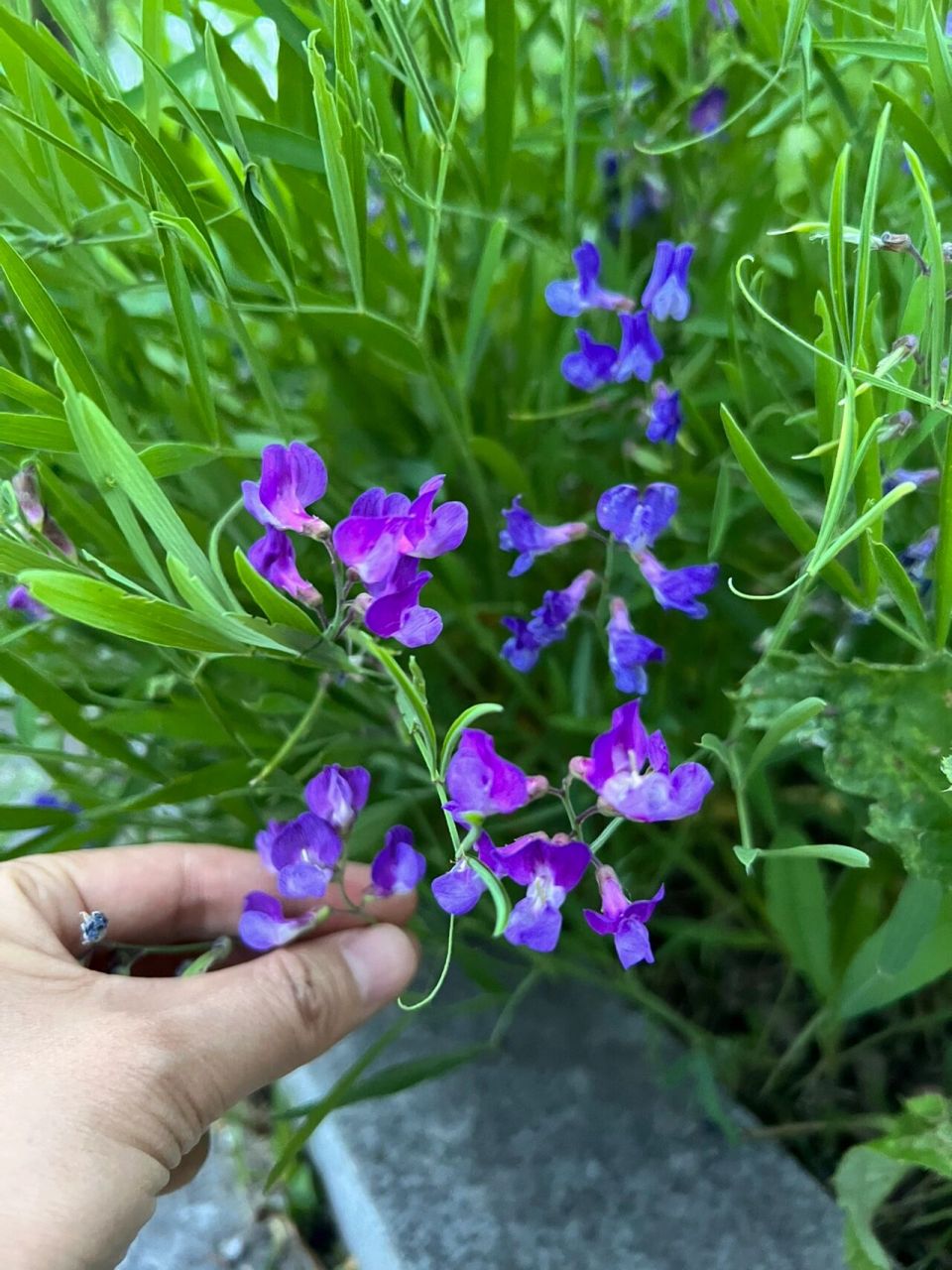 东北路边的那些野花——山黧豆 山黧豆是地球上最古老的植物之一.