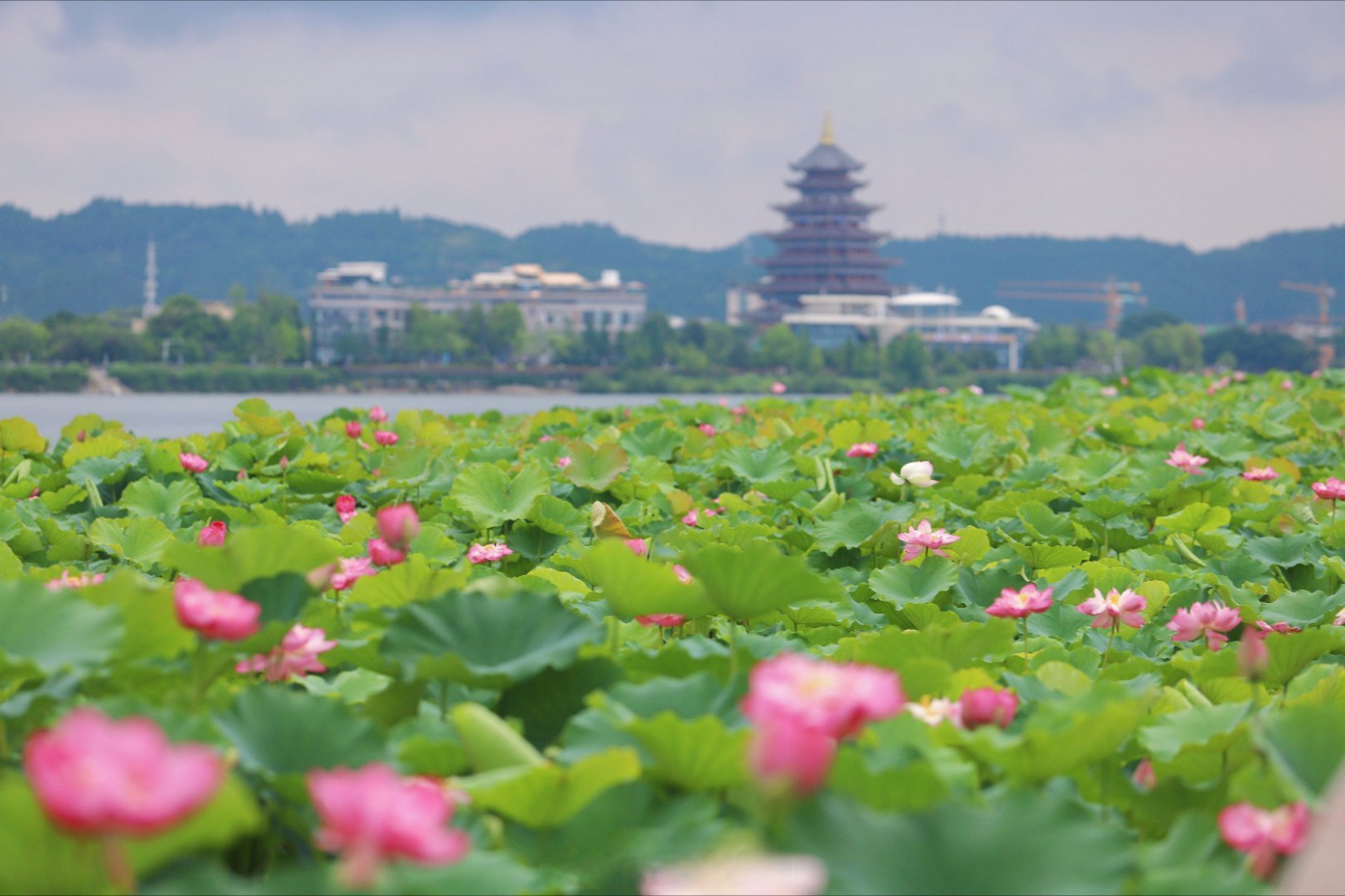 圣莲岛今年的荷花,开的太好啦,快去赏花吧#荷你相约遂宁的浪漫夏日