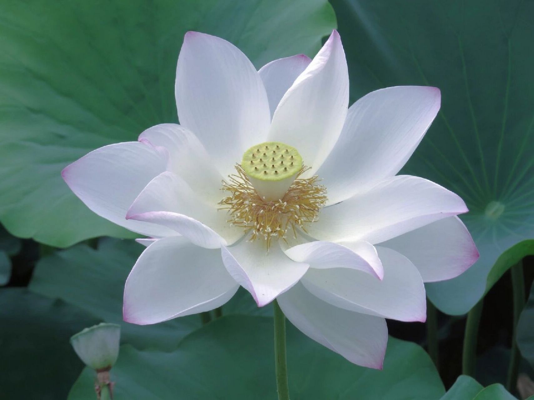 毕竟江南六月中 是荷花肆意绽放的季节 在远离喧嚣的荷塘深处 与白莲