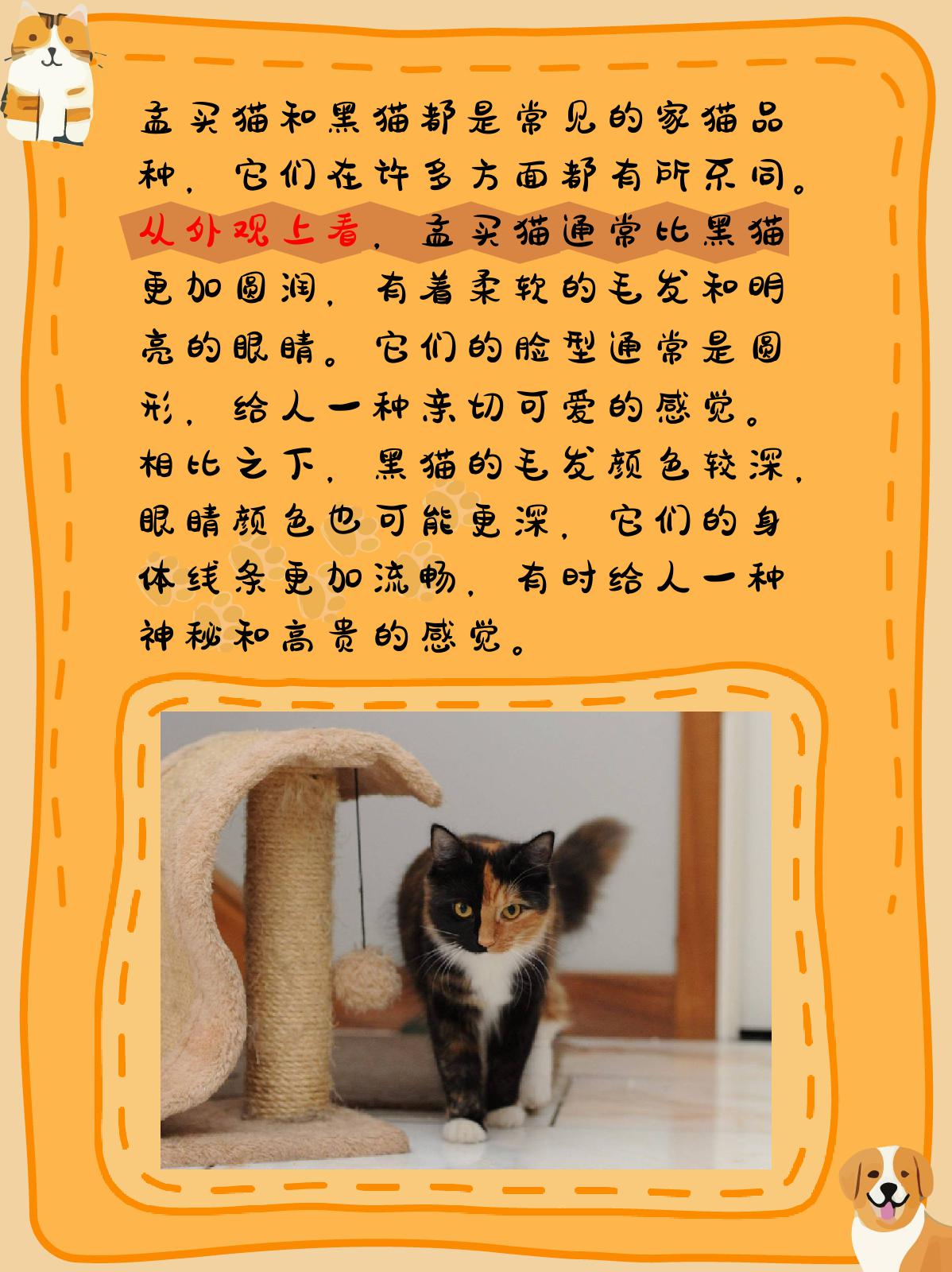 孟买猫和黑猫的区别图片