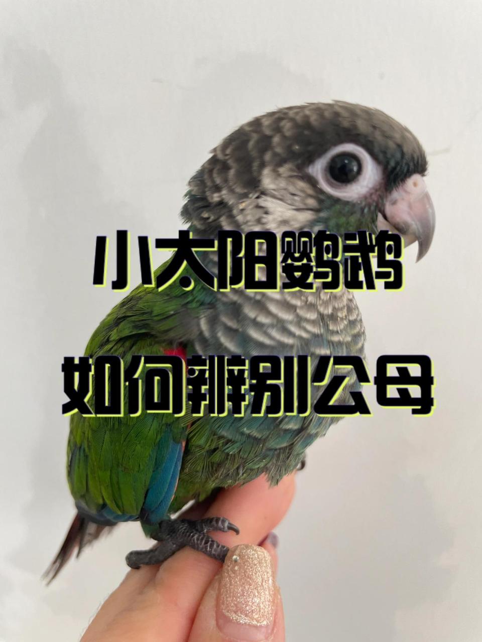 小太阳鹦鹉如何辨别公母?