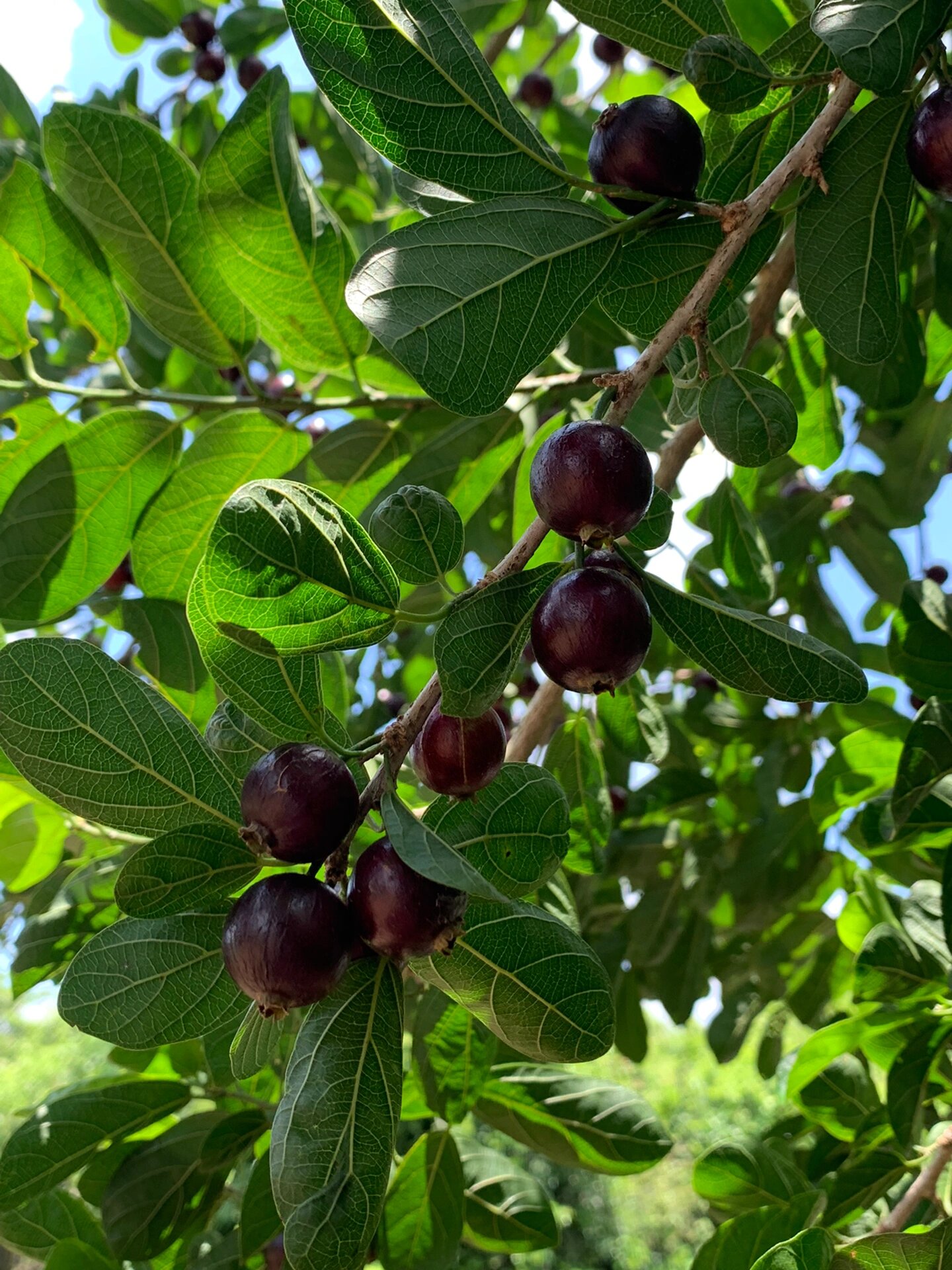 在冯塘绿园偶遇了一颗割舌果树 这种果子真是满满小时候的回忆呀