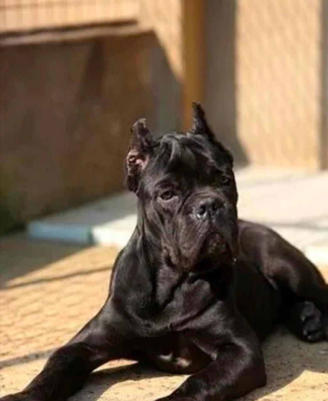 世界第一护卫犬: 卡斯罗(上) 卡斯罗是有着2000多年历史的古老意大利