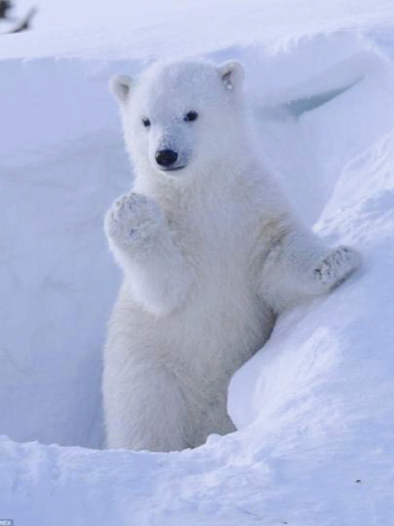 第一,北极熊是高级食肉动物,在食物链上层,南极没有中低级别的动物