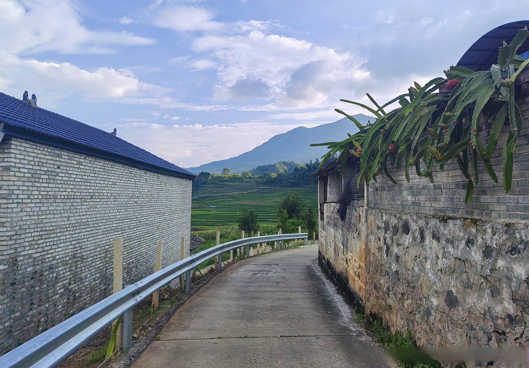 走进云南保山腾冲市团田乡帕允村下帕允村民小组的火龙果种植基地