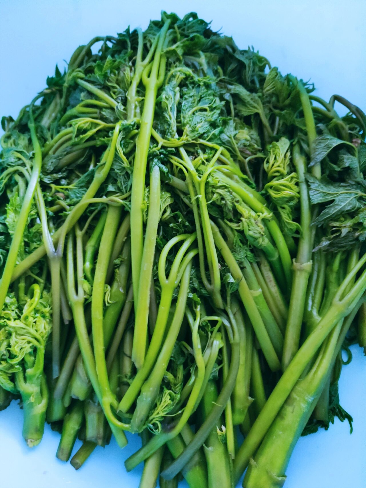 苦力芽(升麻)冒出来了,摘一把嫩芽,焯水变翠绿色,入口的时候苦苦的