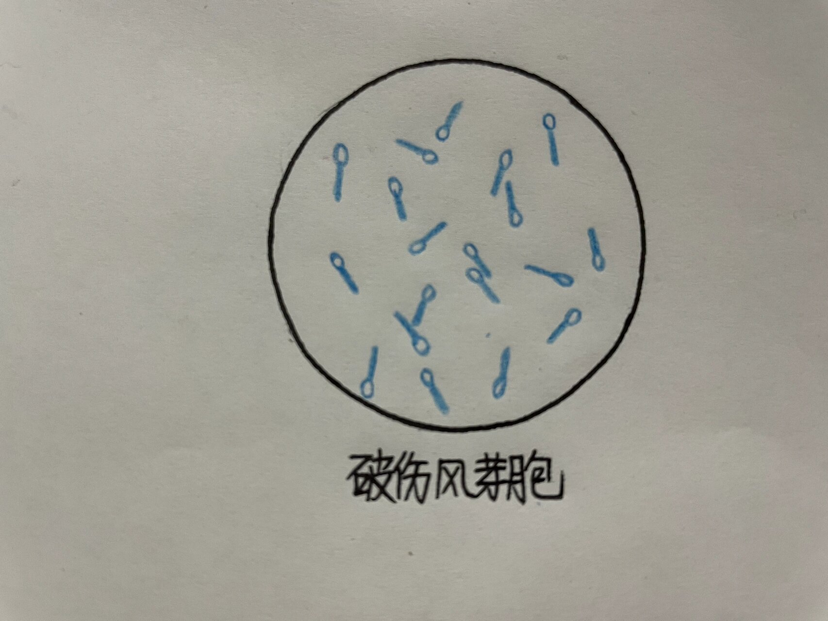 肺炎球菌 大肠埃希菌 葡萄球菌 水弧菌 破伤风芽孢 伤寒杆菌鞭毛