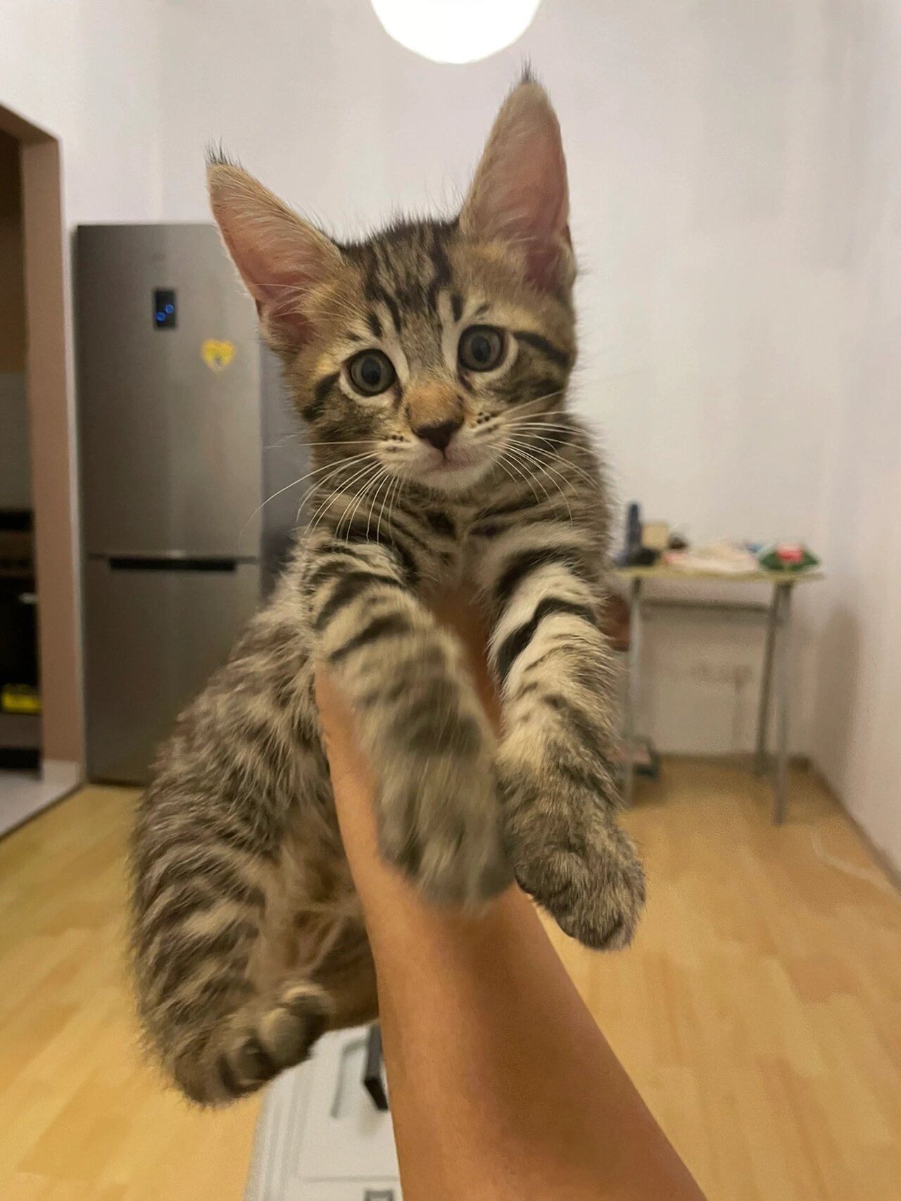 孟加拉豹猫和缅因猫的混血宝宝    爸爸是漂亮的奶油色缅因猫,妈妈是