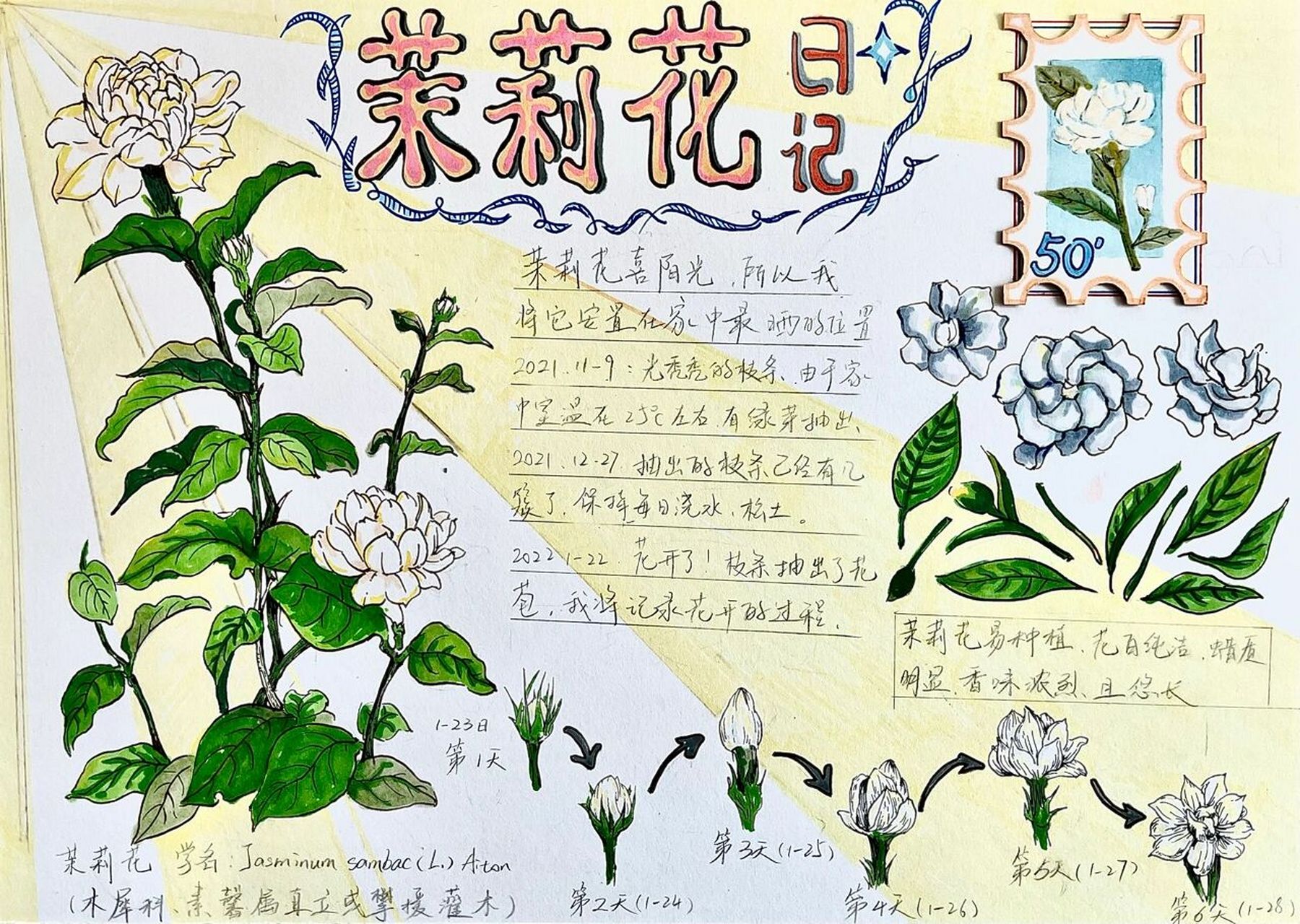 茉莉花的生长变化图片