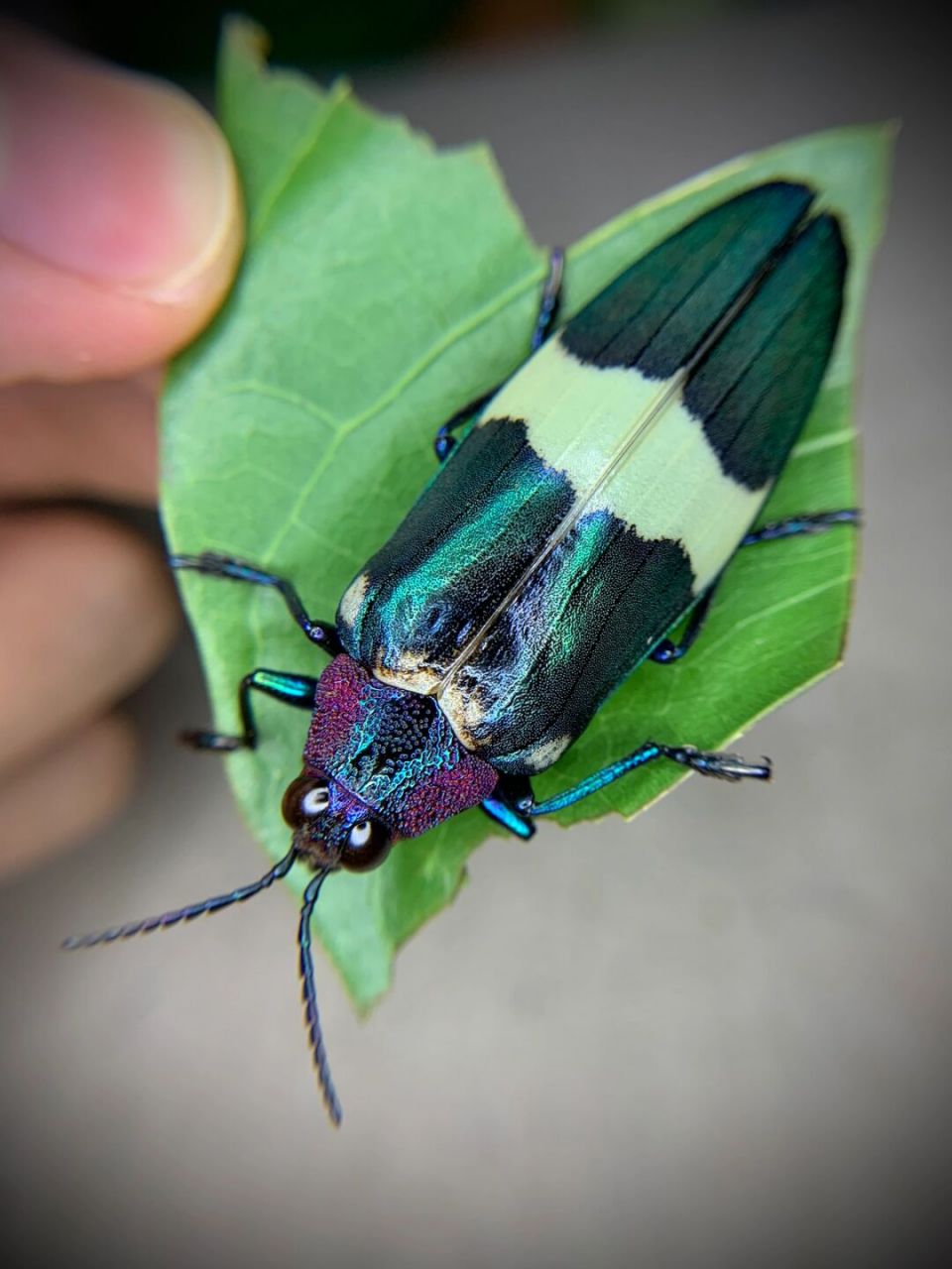 飞行宝石第二弹 紫斑金吉丁三个不太常见的斑型～非常有特点!