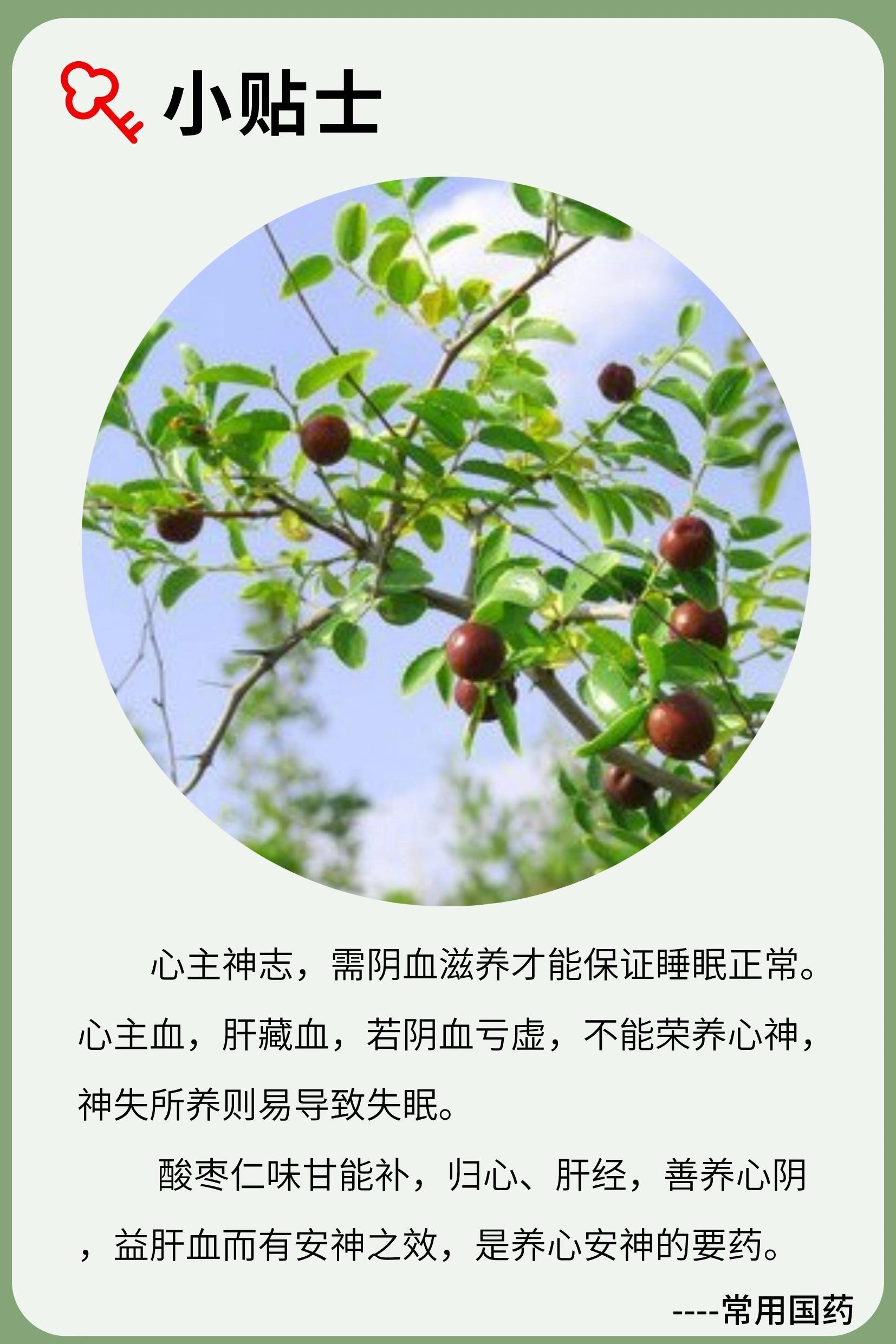 【酸枣仁】每日认识一种中药