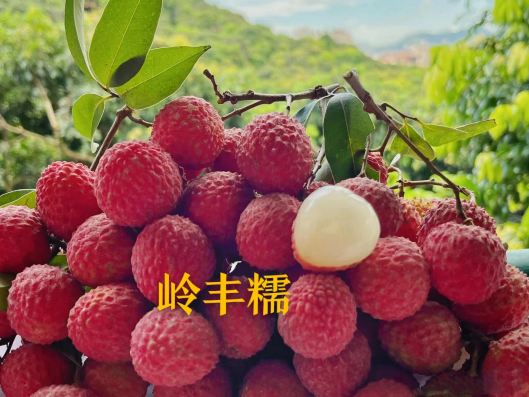 东莞岭丰糯荔枝 推荐这款爆品荔枝,来自东莞大岭山的岭丰糯,蜜香味