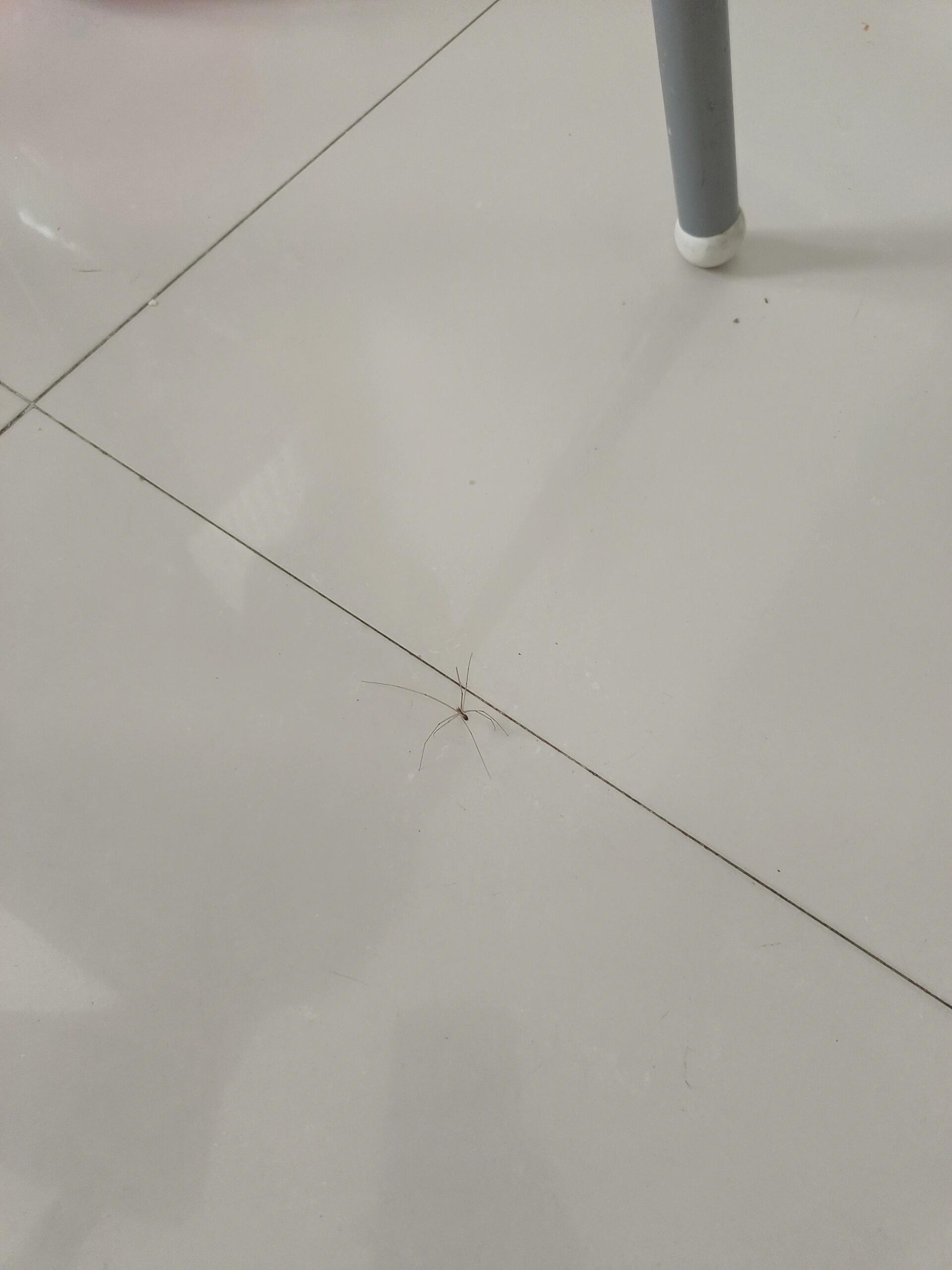 谁懂啊!家里有这么长腿的蜘蛛有害还是有益