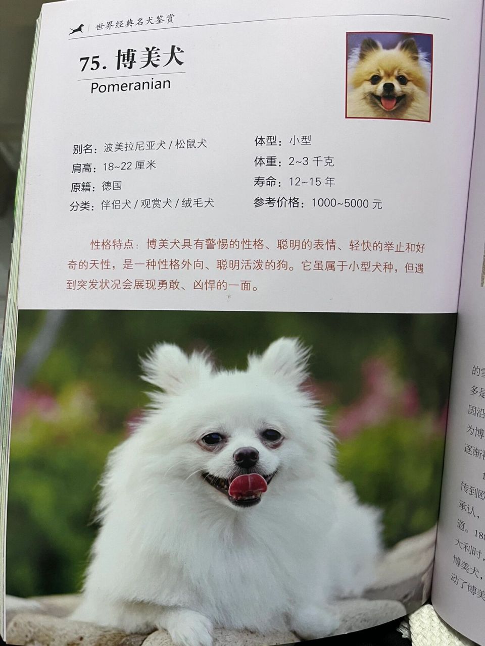 博美犬可以长多大图片