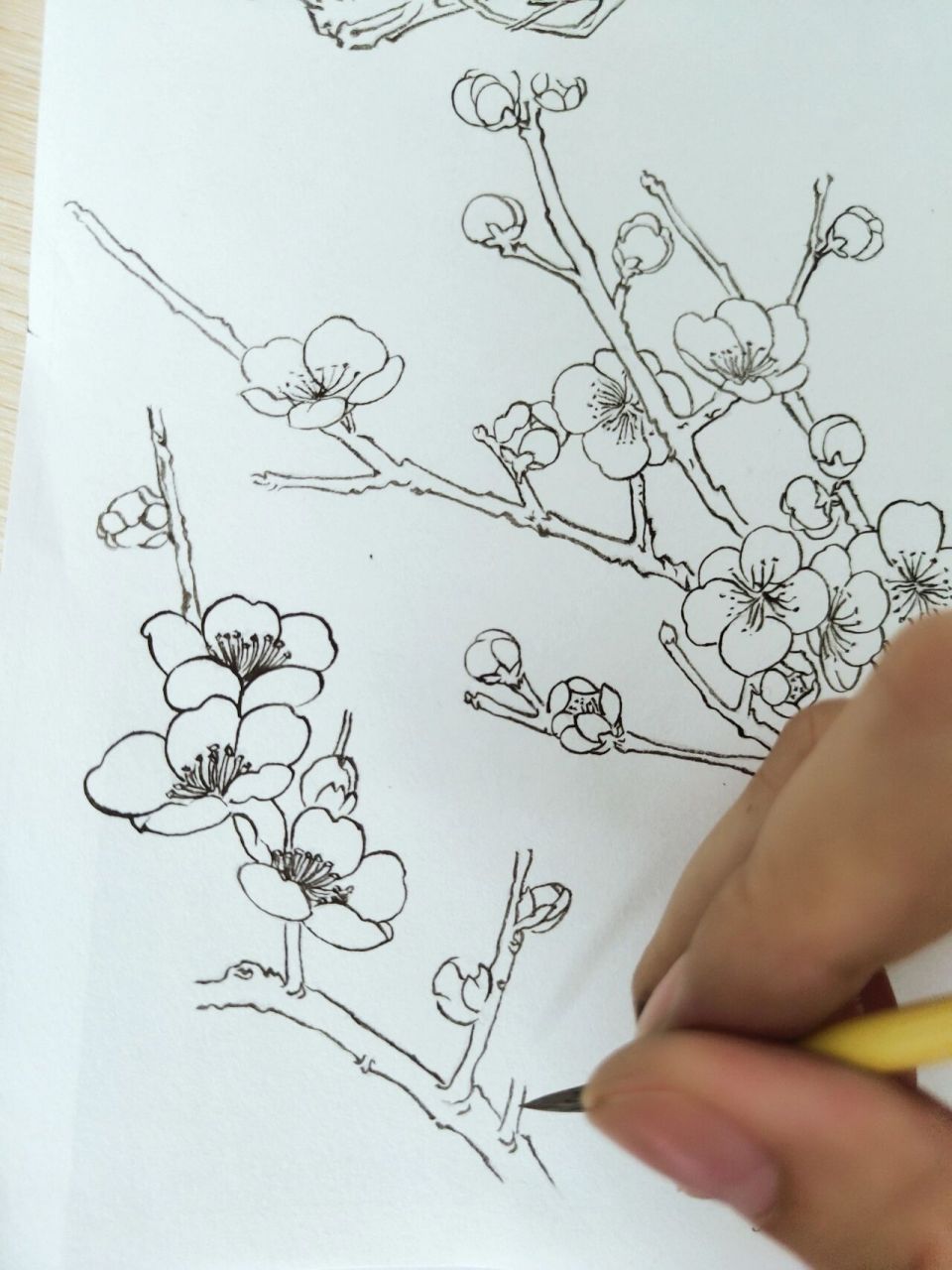 控笔| day 53 梅花  白描  过程(临摹) 🍧🍉🍰🍵🎨 今天来