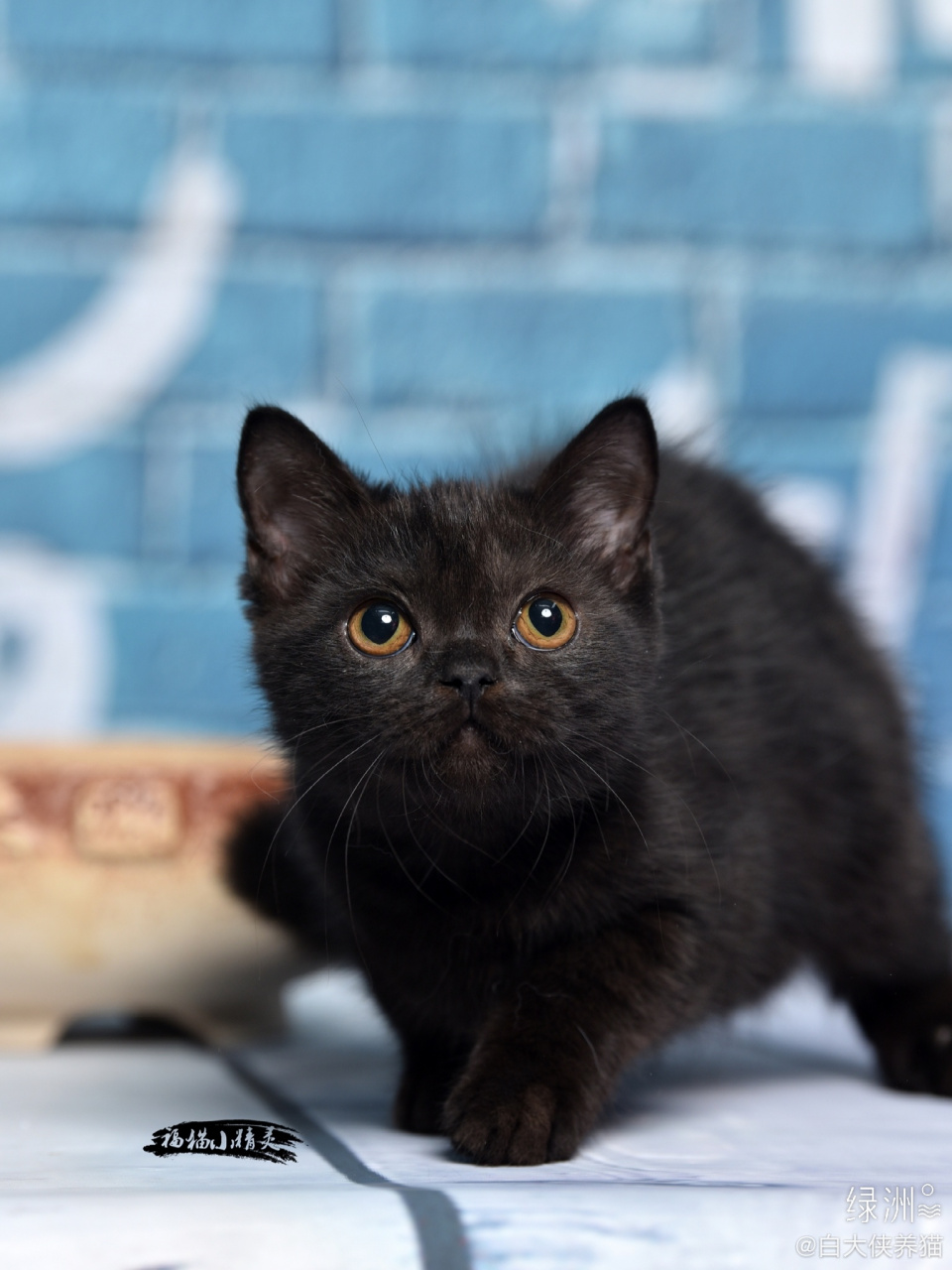 暂时起名黑熊,源自给观音菩萨看守后山的黑熊精.镇宅神兽.值得拥行.