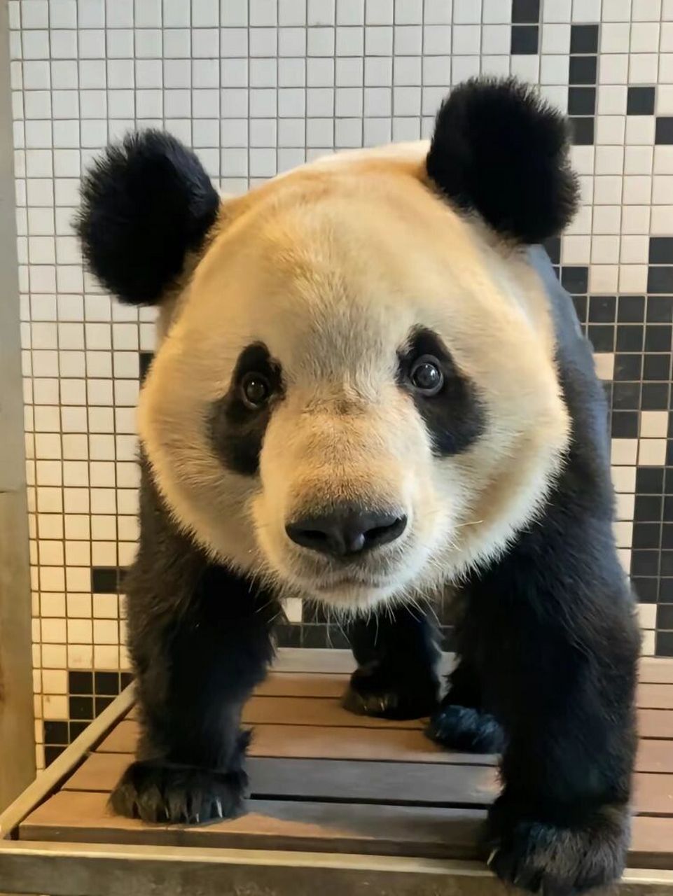 毛笋:还是祝我那帅气但没啥用的丈夫生日快乐 丹麦很喜欢星二,确实长